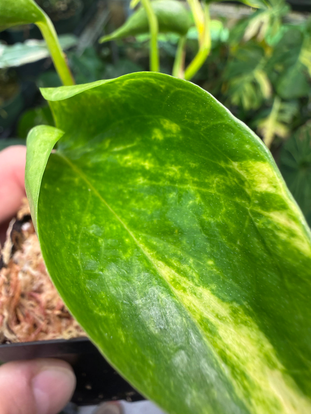 Epipremnum aureum Teruno 'Gold Jack' #29
