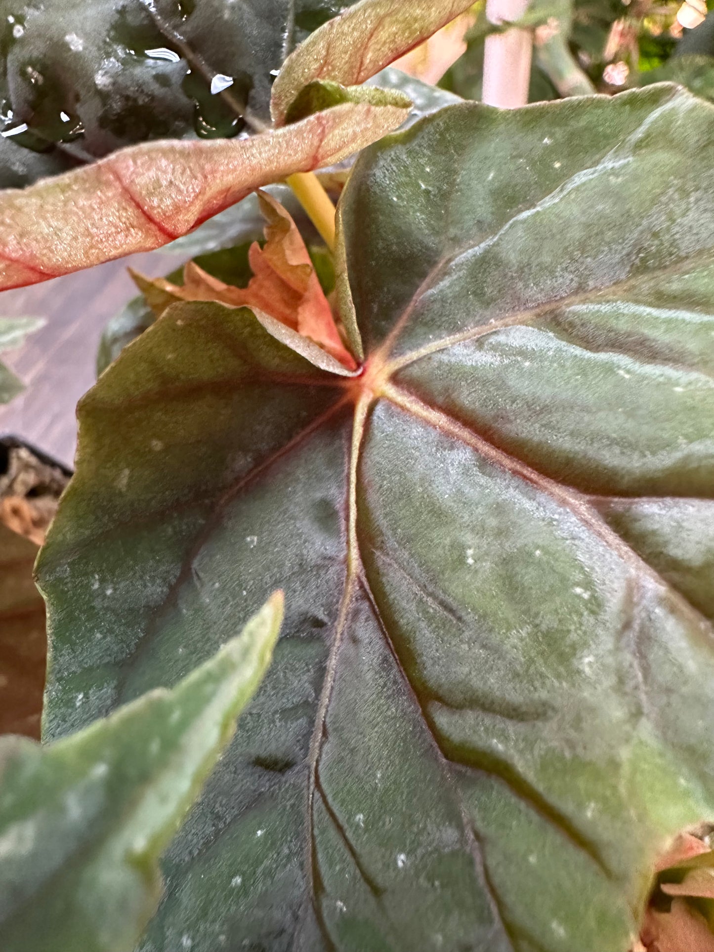 Begonia Lubbergei