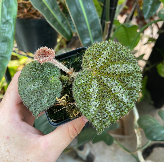 Begonia Steve's Leaves Drops of Jupiter
