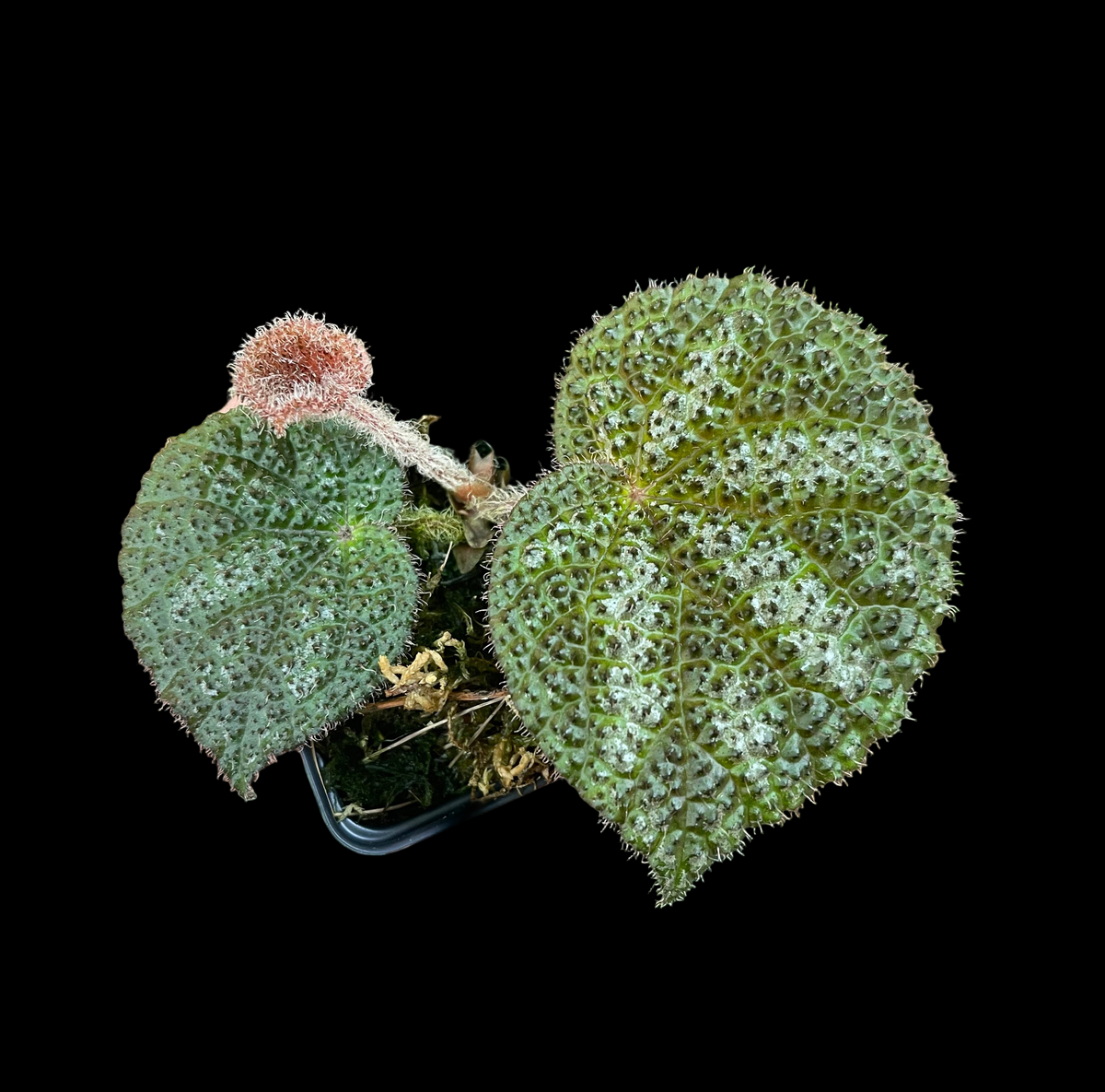 Begonia Steve's Leaves Drops of Jupiter showing bullate texture with silver stripes and red stems