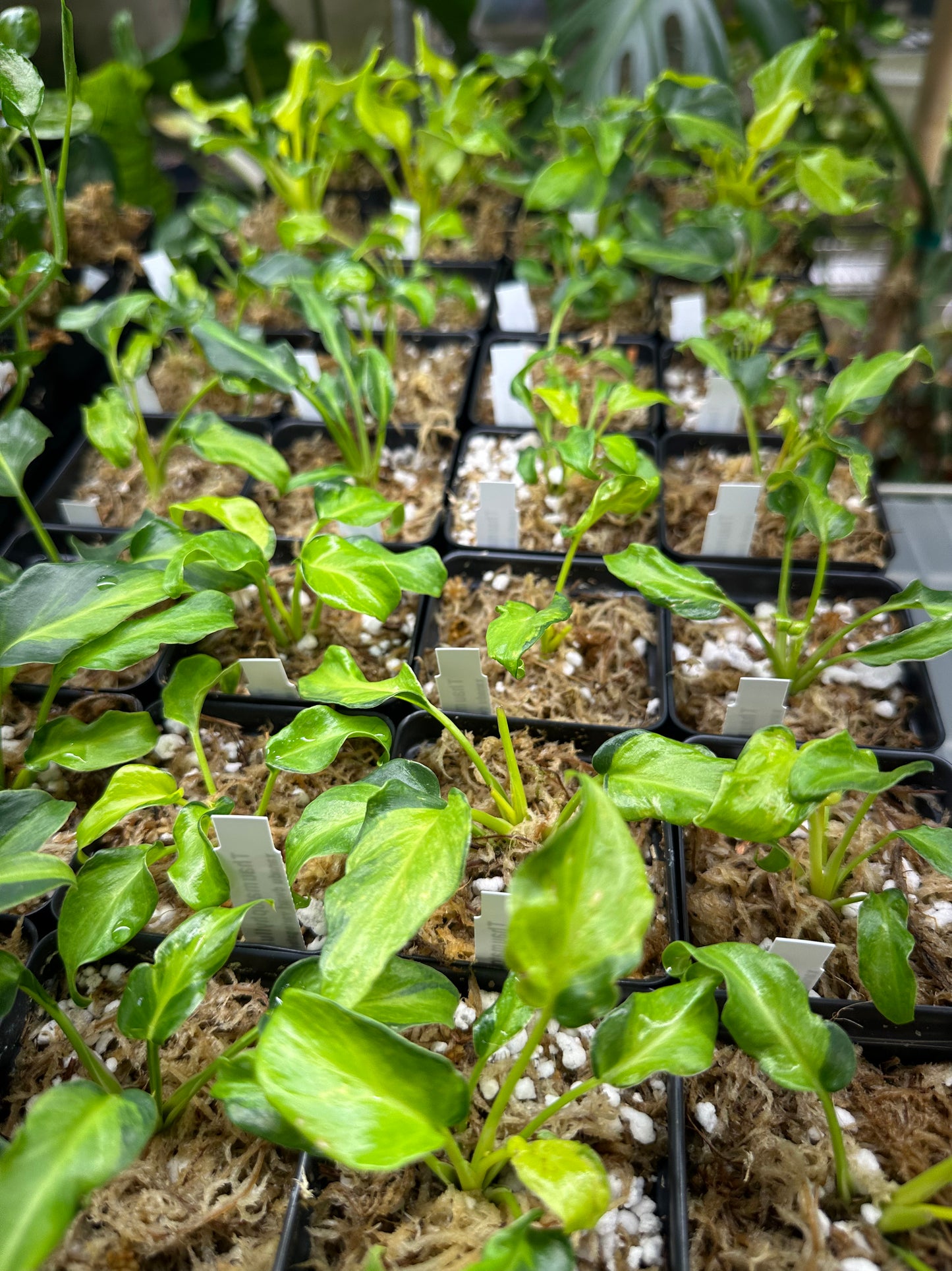 Philodendron xanadu variegata