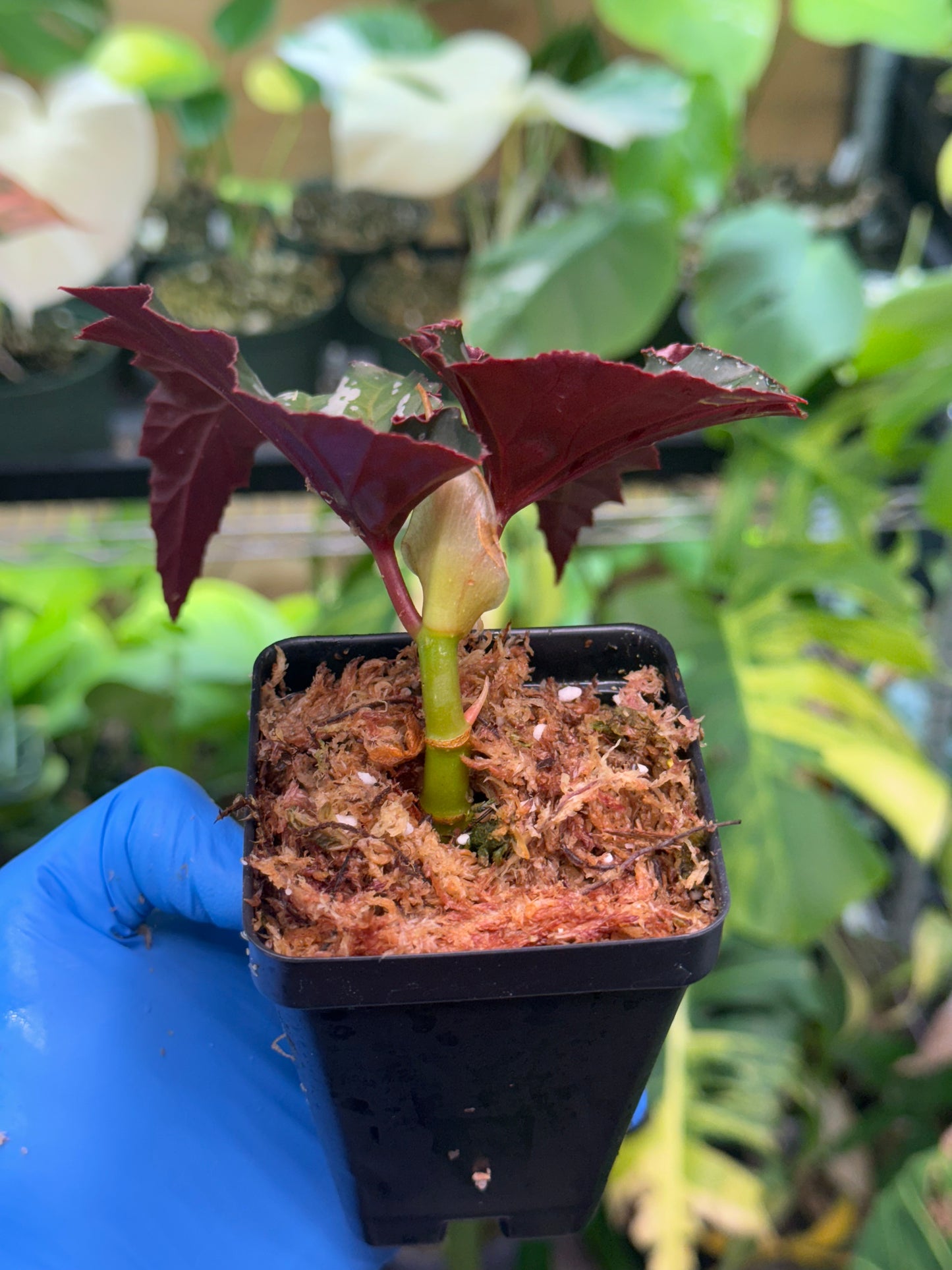 Begonia Lady Vanderwilt