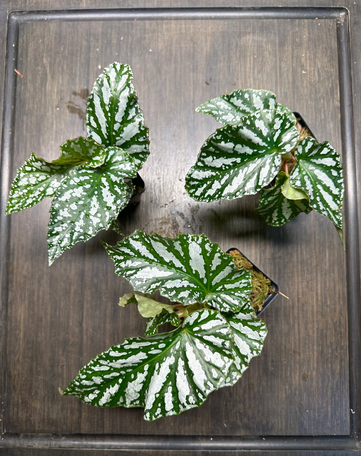 Begonia Ice Capades