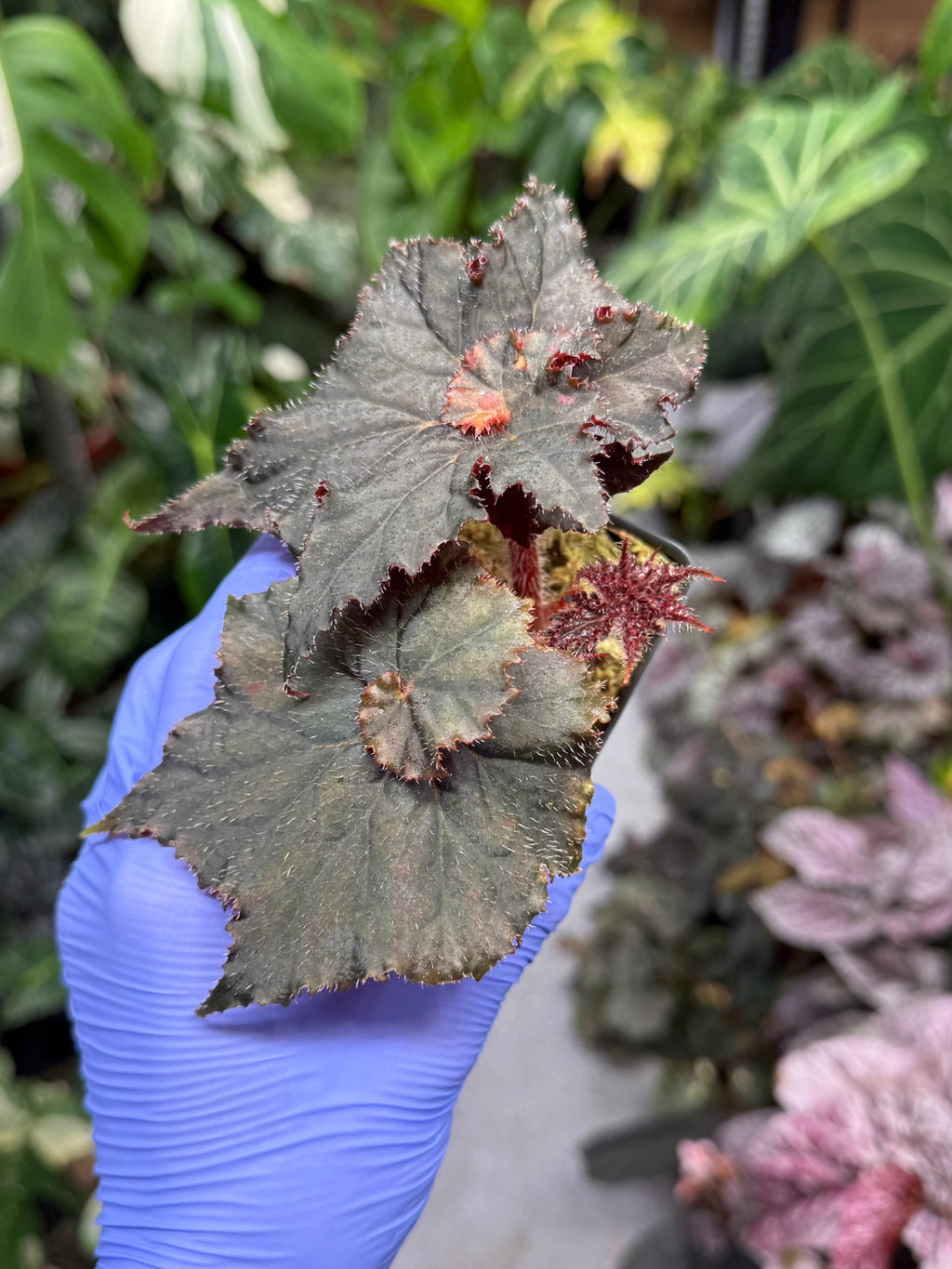 Begonia Florida Hybrid