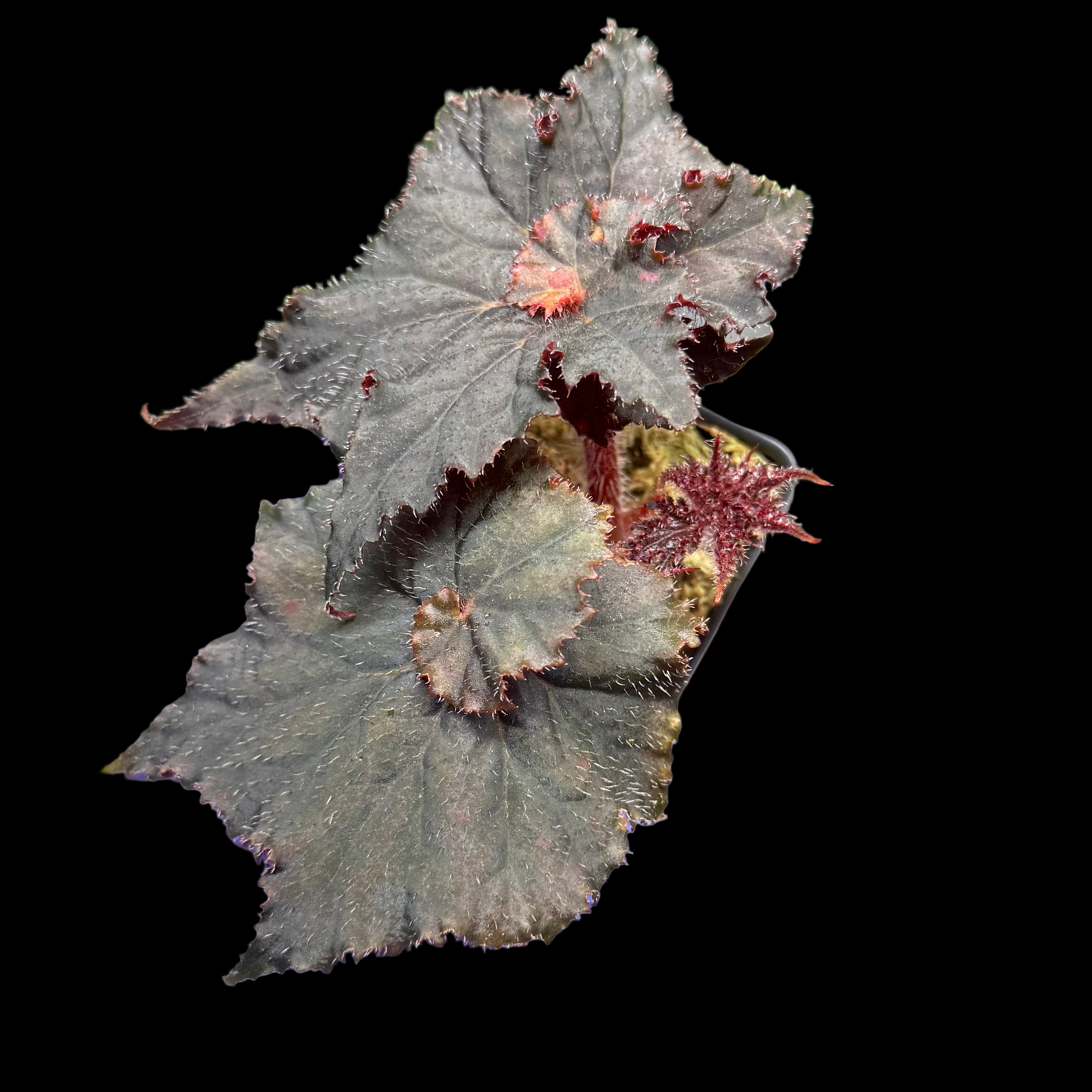 Begonia Florida Hybrid begonia plant in pot