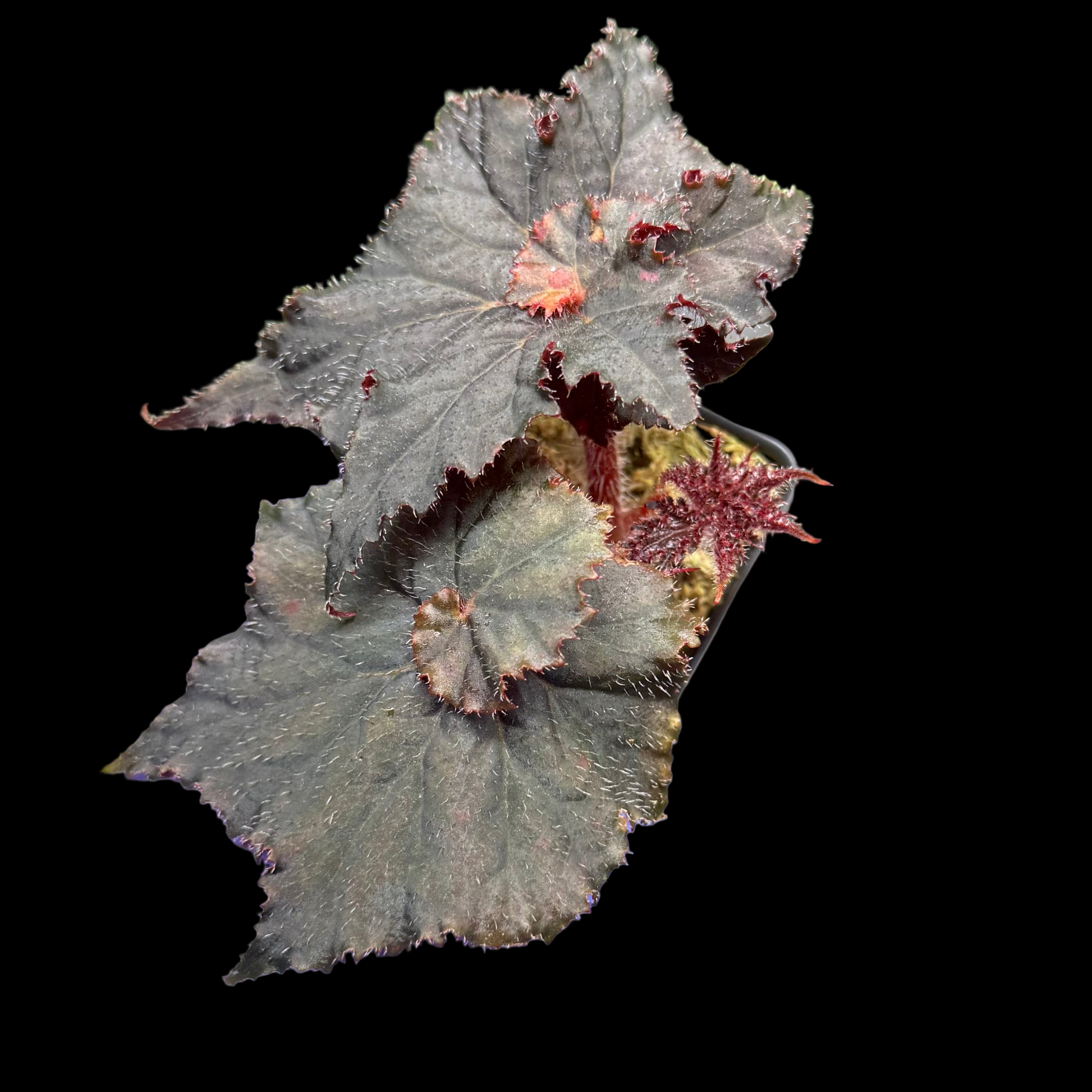 Begonia Florida Hybrid begonia plant in pot