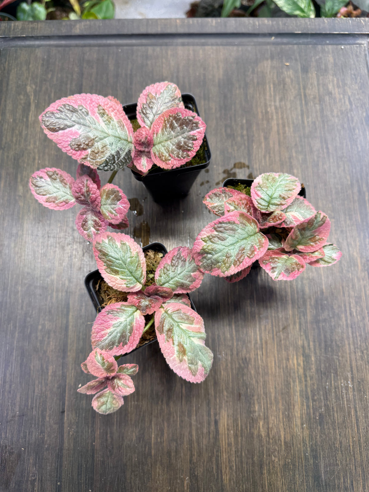 Episcia ‘Cleopatra’
