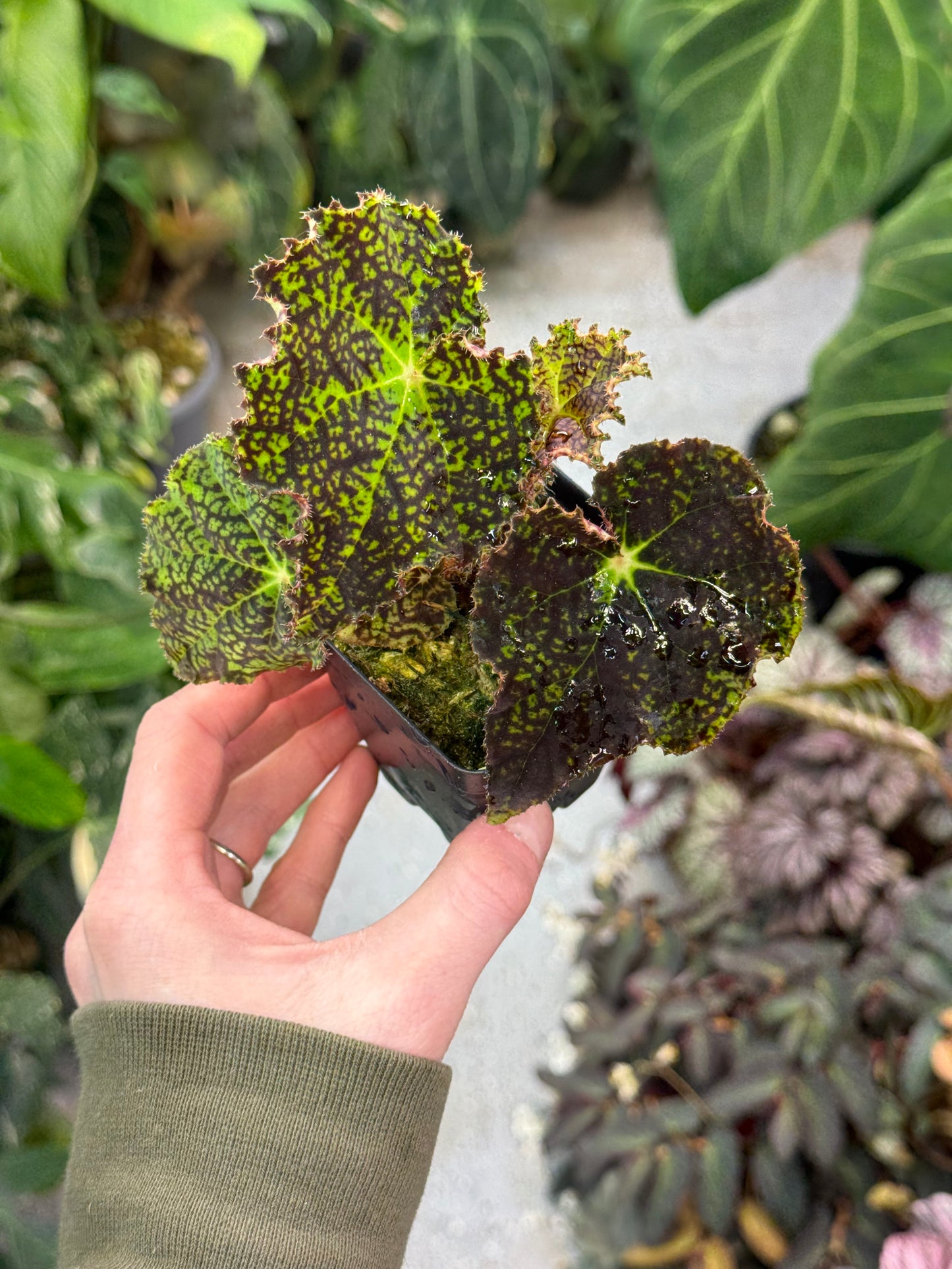 Begonia Deco Checks