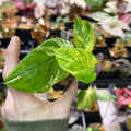 Epipremnum aureum Teruno 'Happiness' #27
