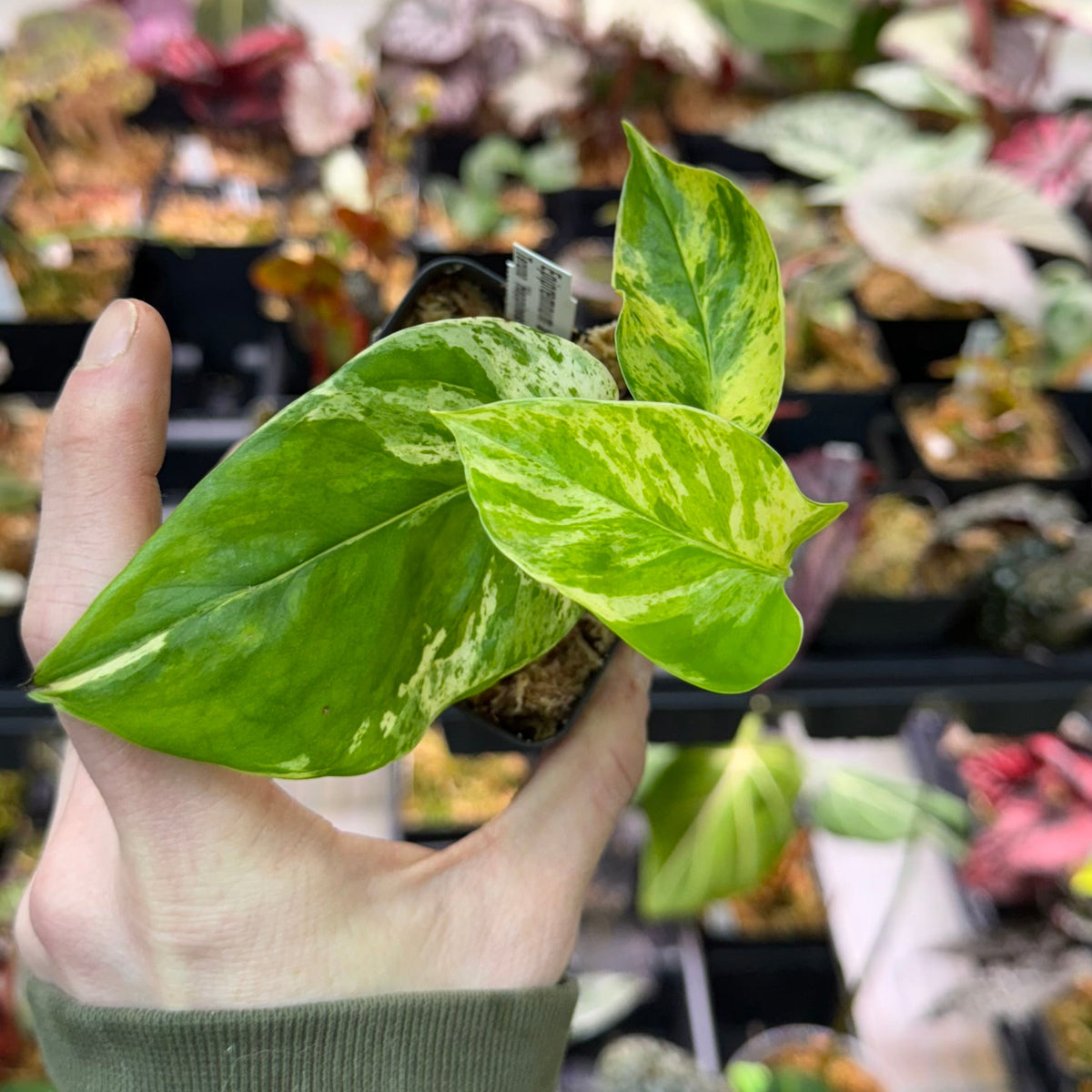 Epipremnum aureum Teruno 'Happiness' #27