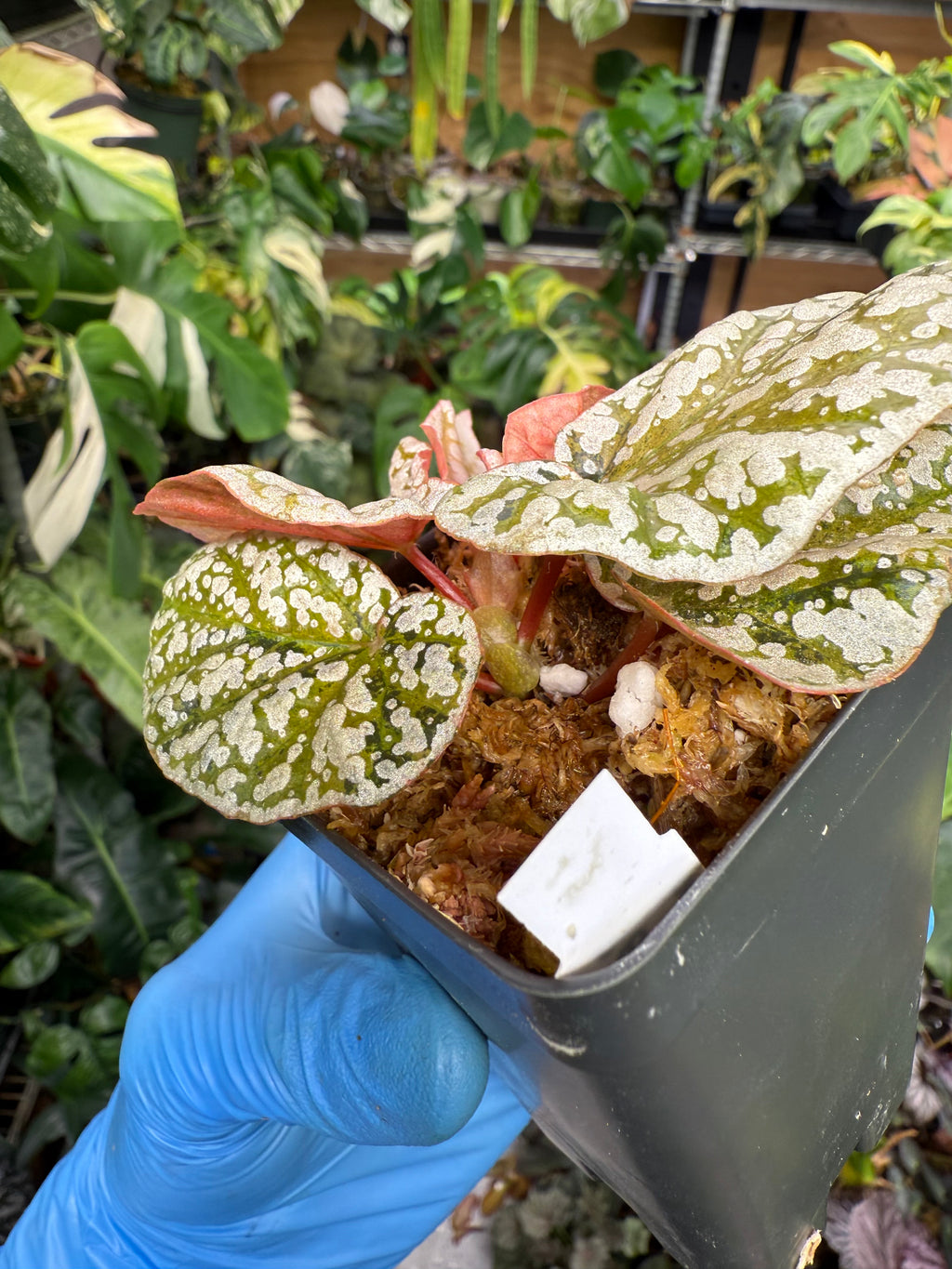Begonia Variegated Snow Capped
