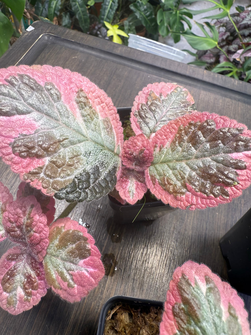 Episcia ‘Cleopatra’