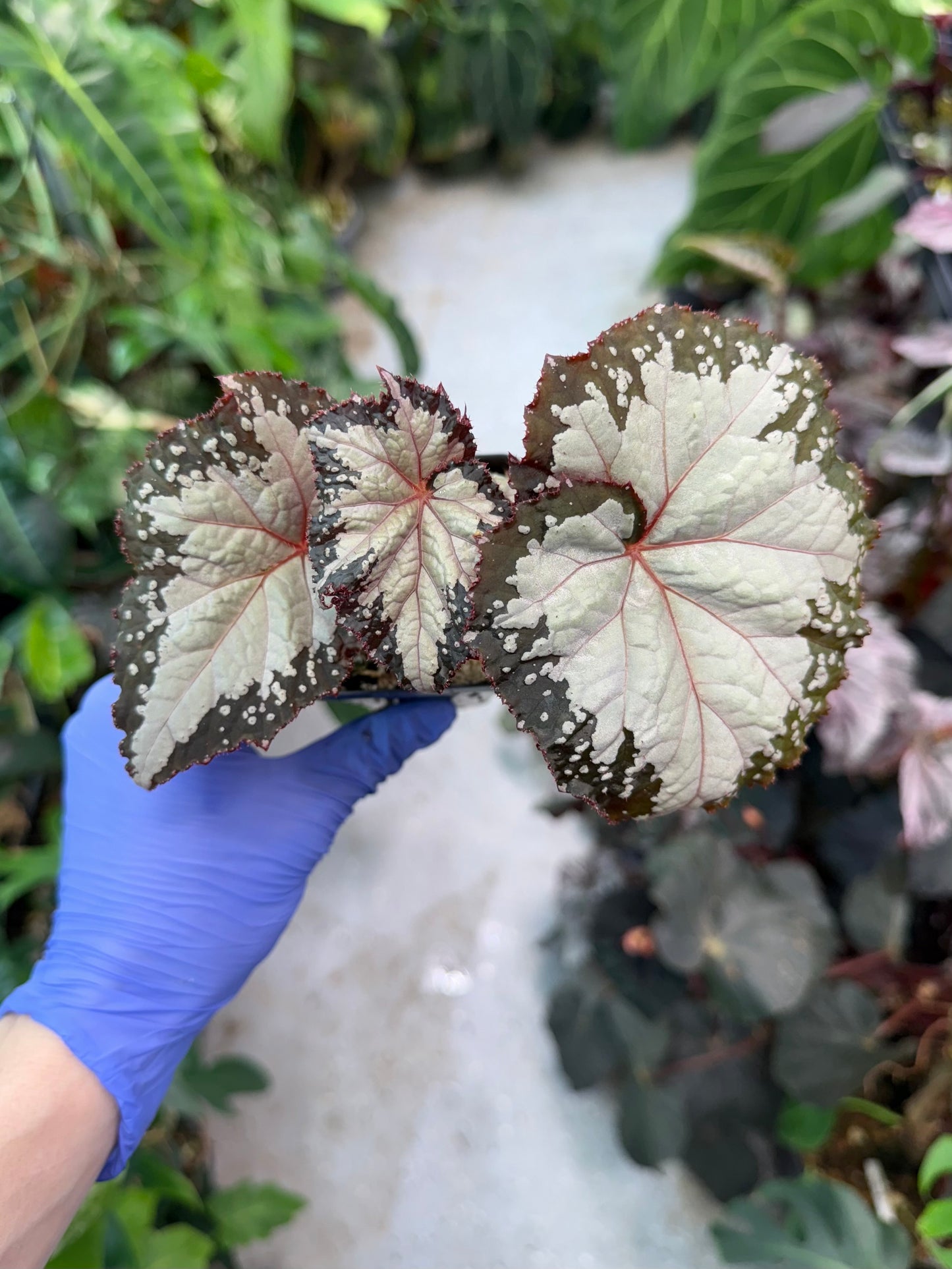 Begonia West Texas Blizzard