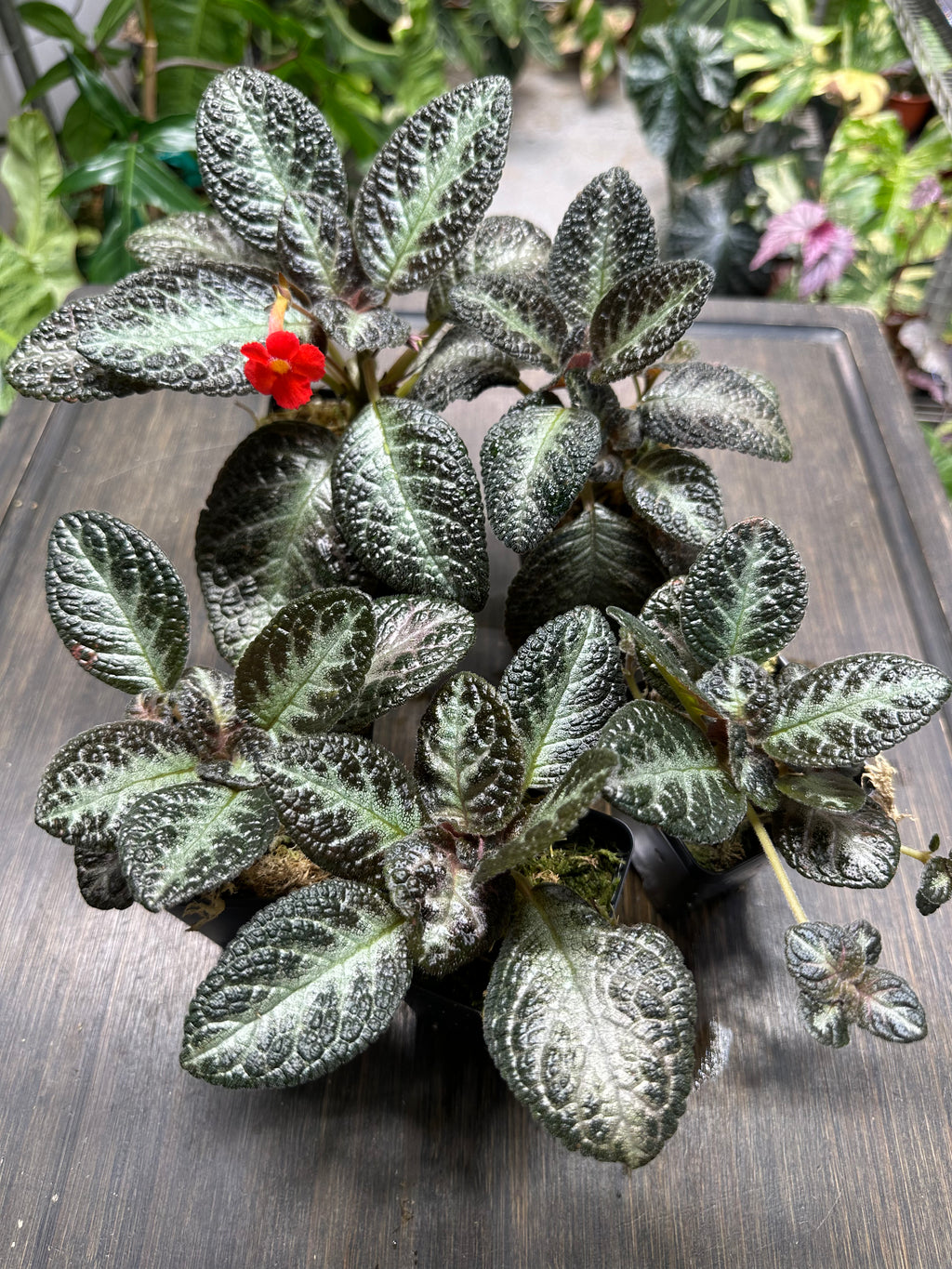 Episcia 'Chocolate Soldier'