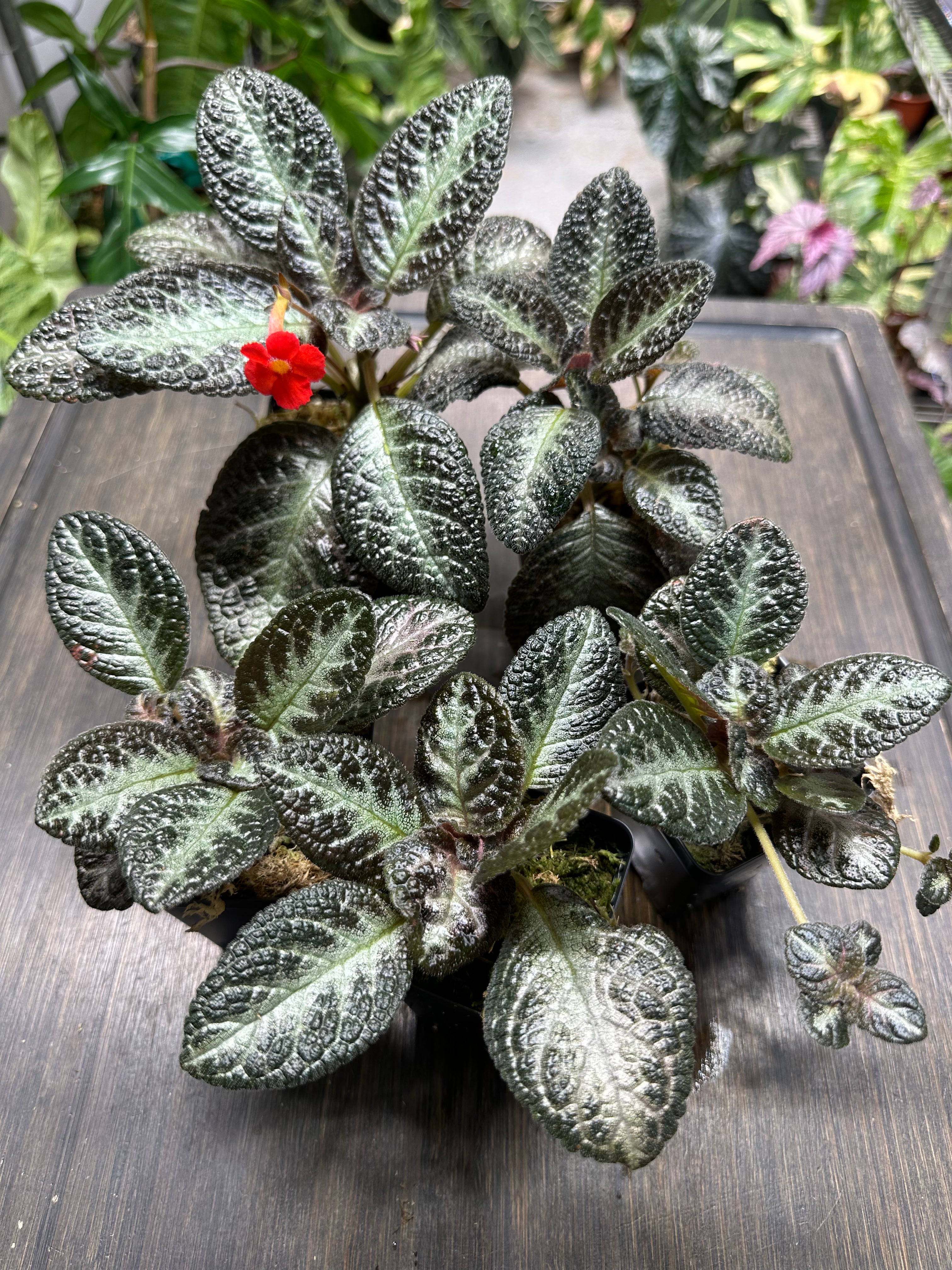 Episcia 'Chocolate Soldier'