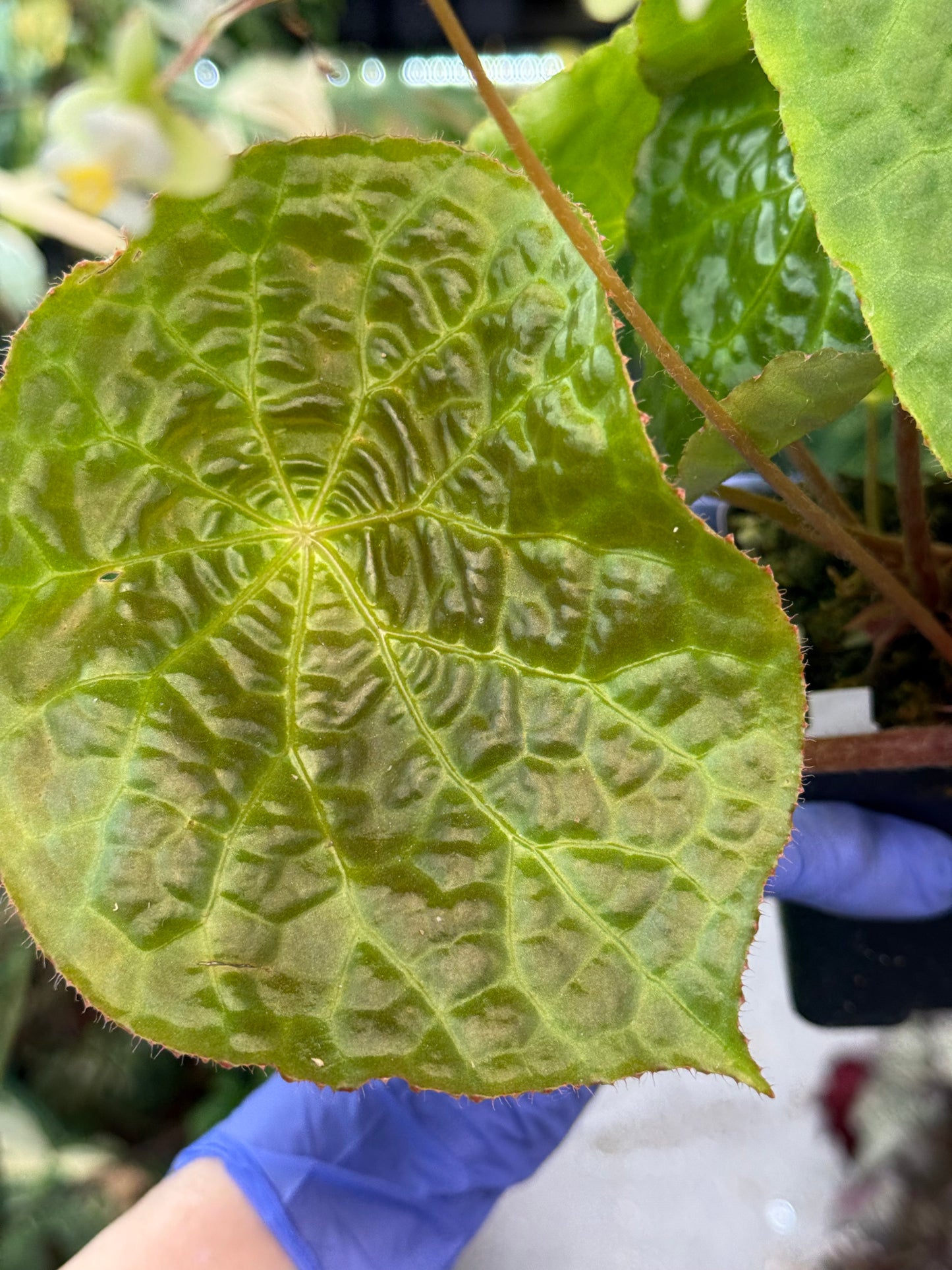 Begonia Natunaensis