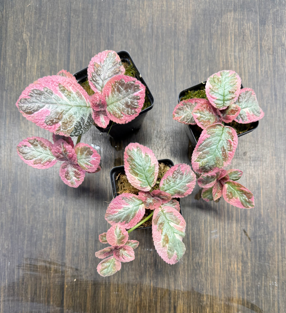 Episcia ‘Cleopatra’