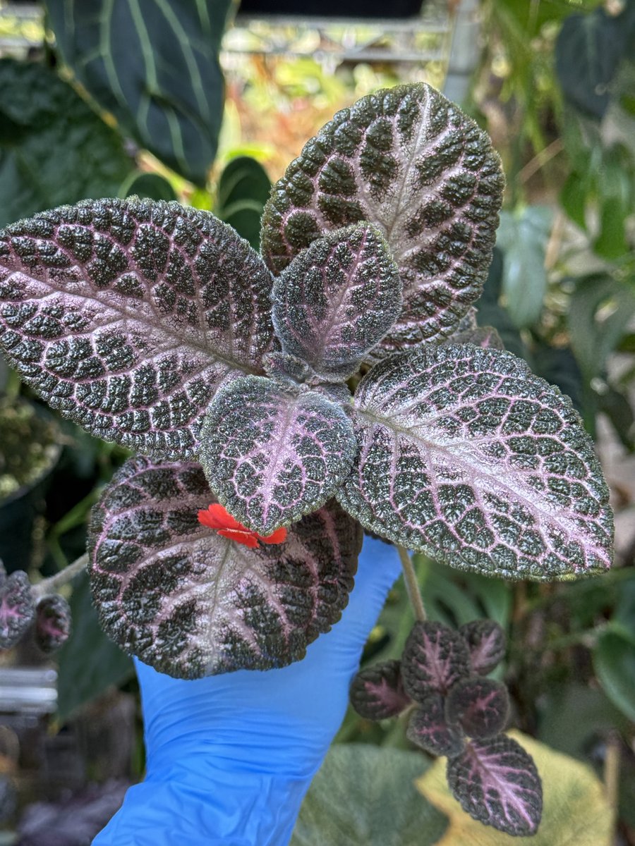 Episcia 'Antique Velvet'