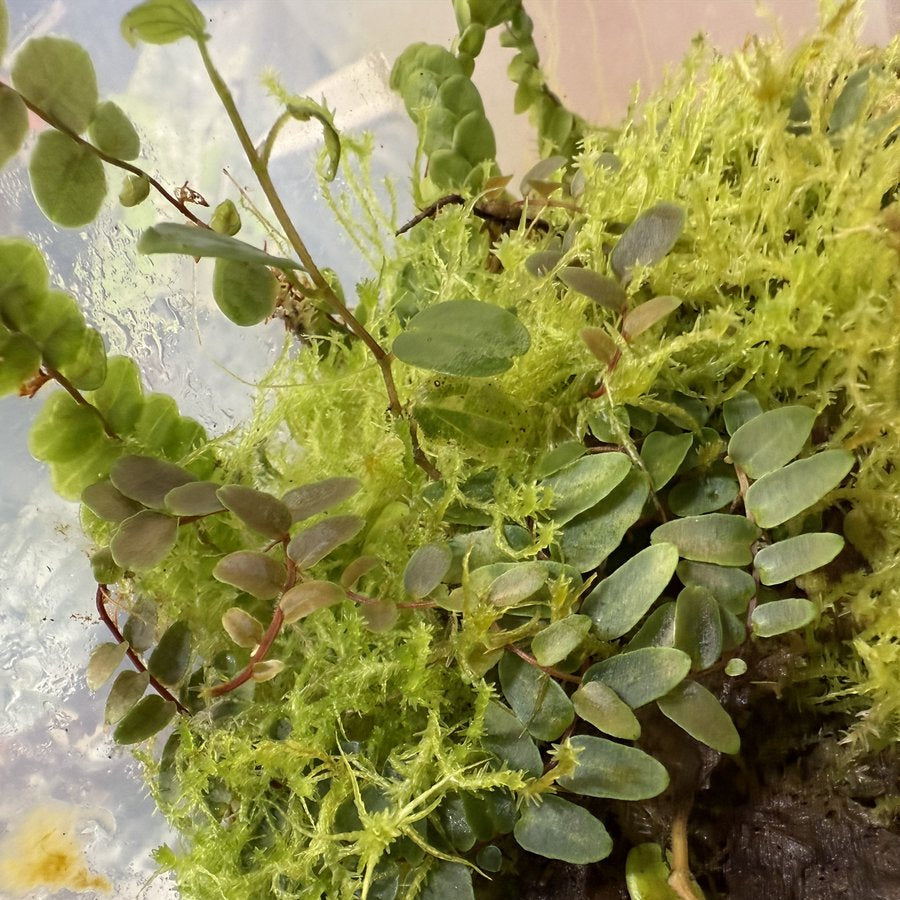 Terrarium Plant Bundle