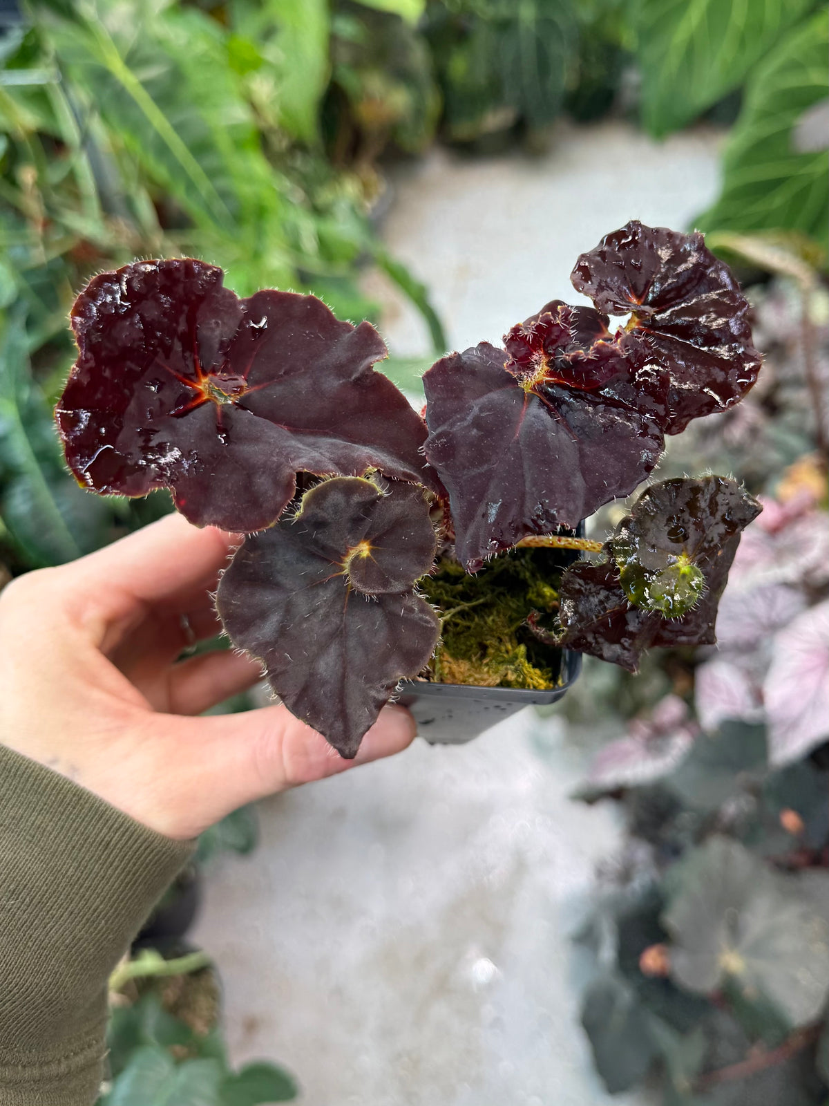 Begonia Angel Glow