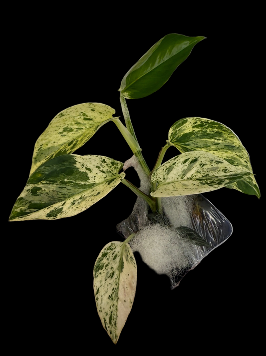 Epipremnum aureum Teruno 'Fanfare' #5