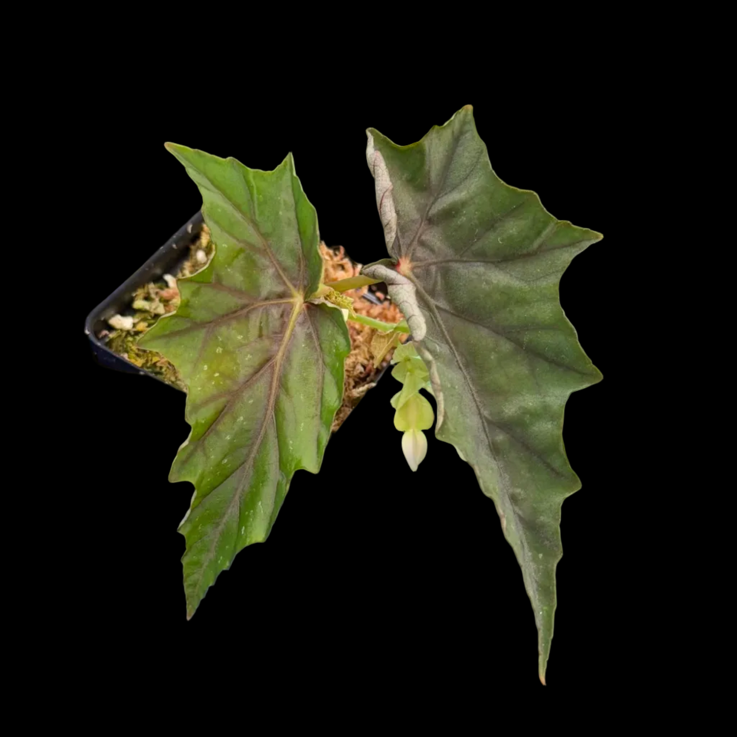Begonia Lubbergei