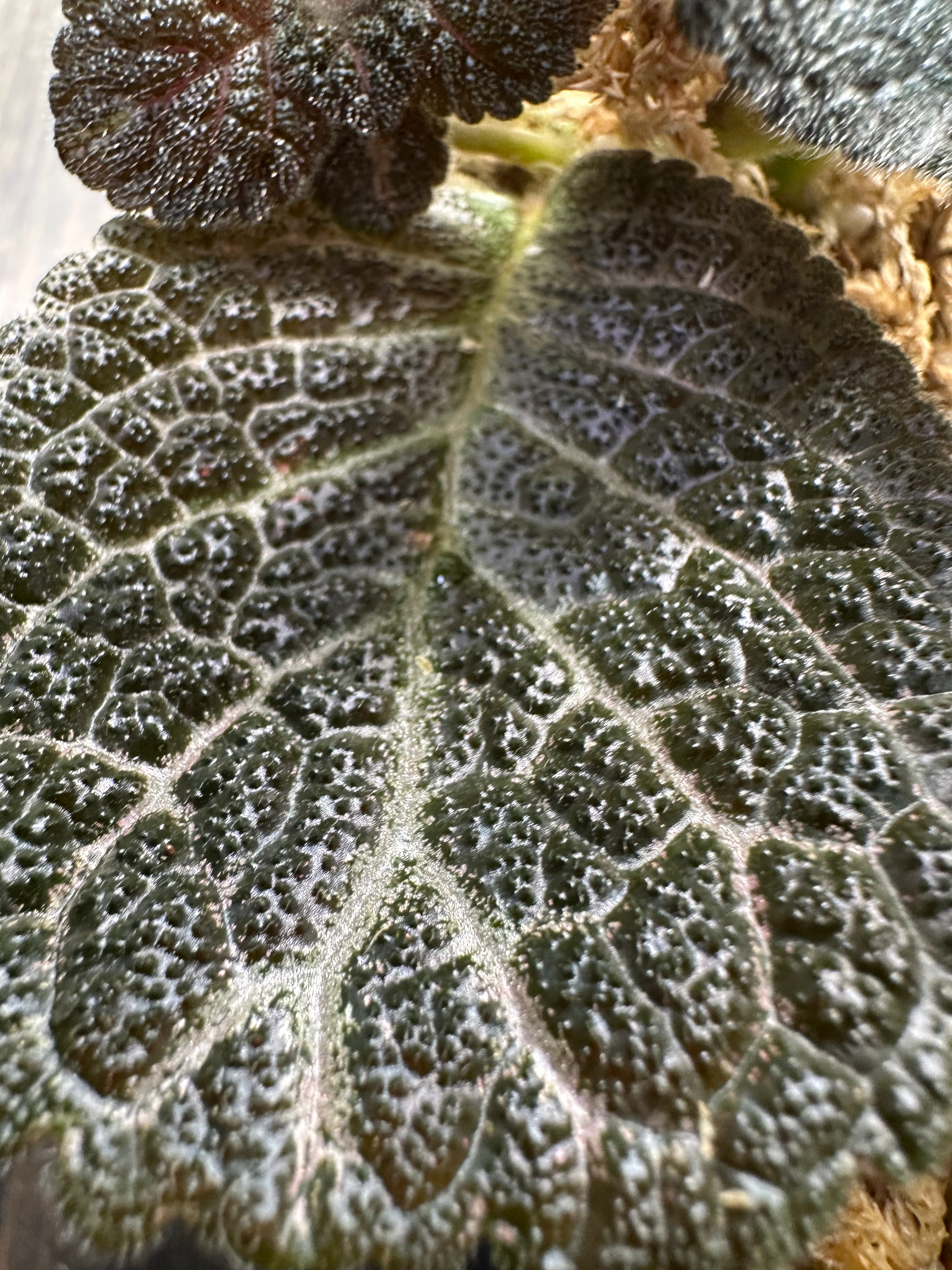 Episcia 'Longwood Gardens'