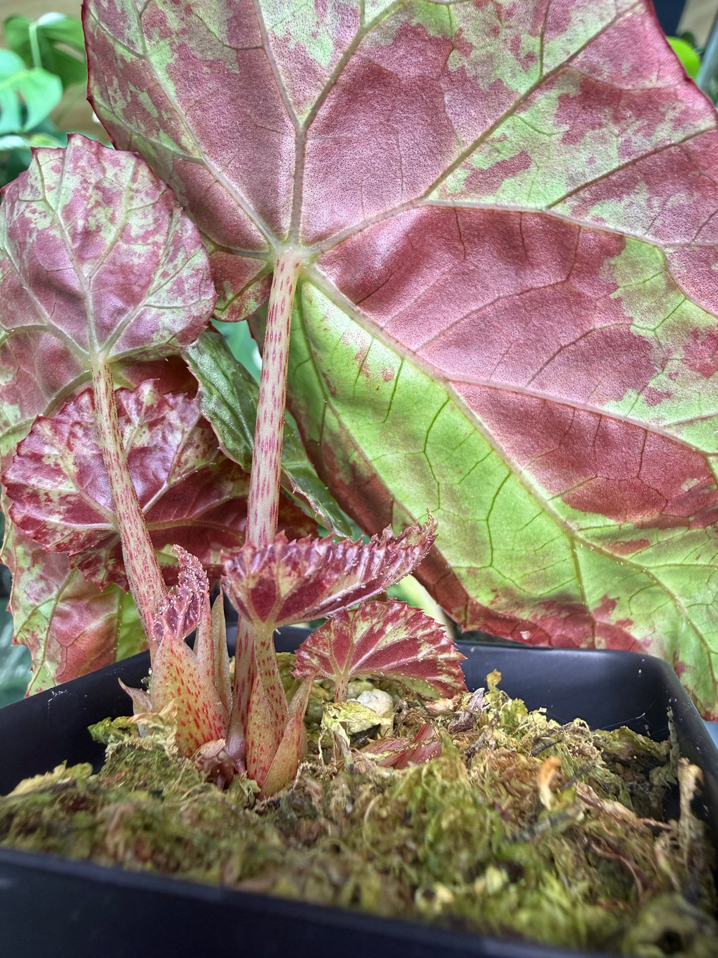 Begonia Burkillii