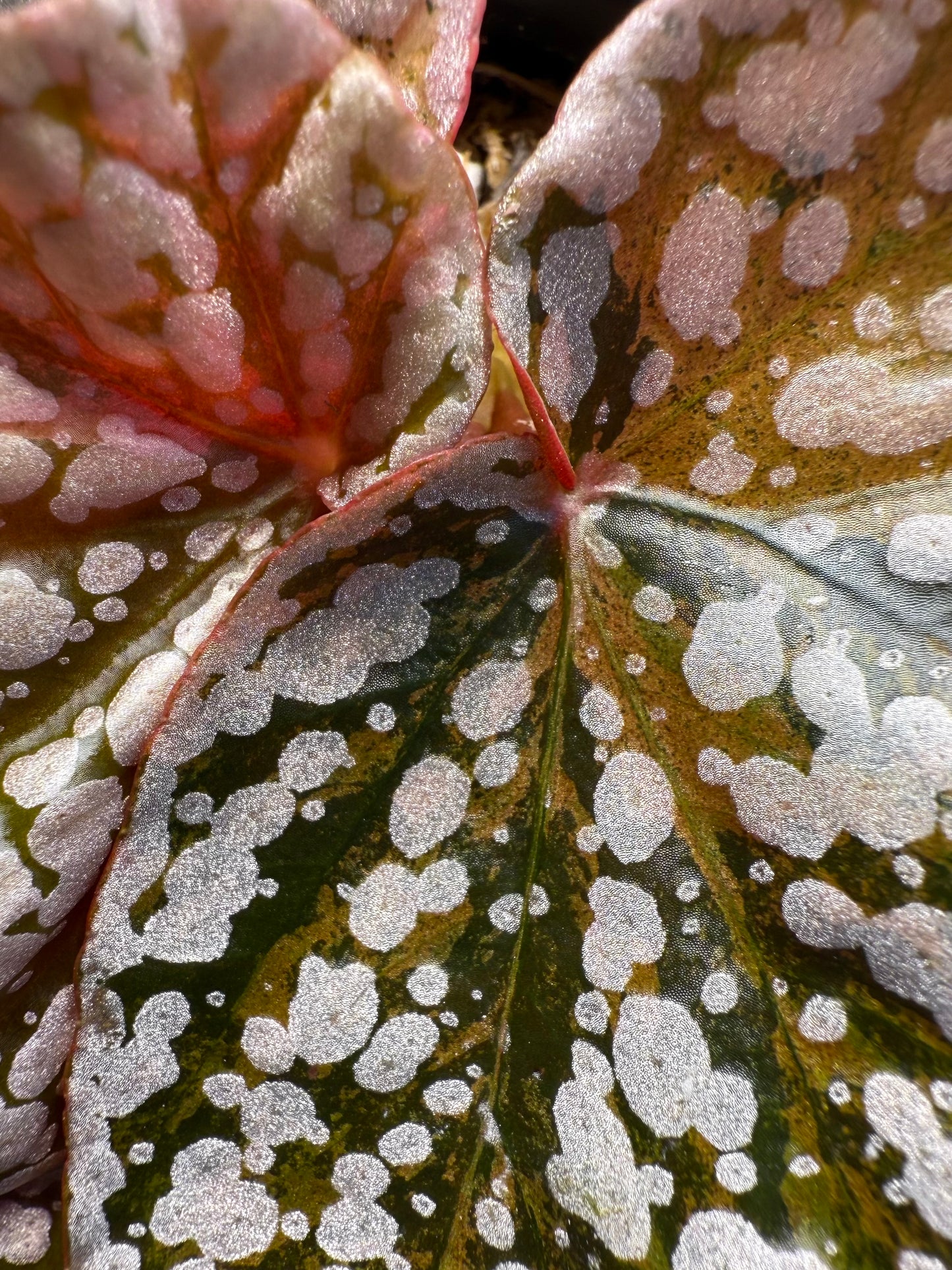 Begonia Variegated Snow Capped