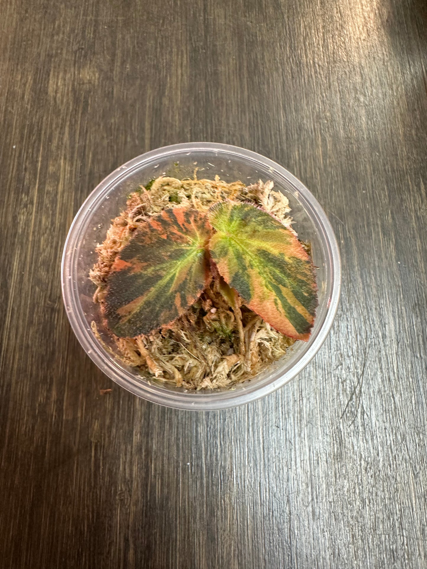 Variegated Begonia Withlacoochee