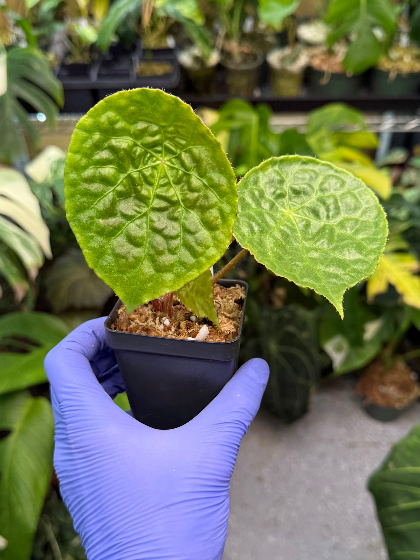 Begonia Natunaensis