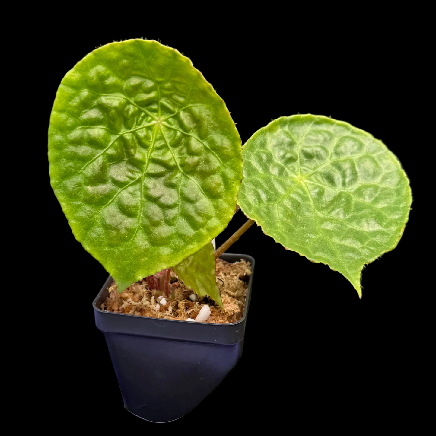 Begonia Natunaensis