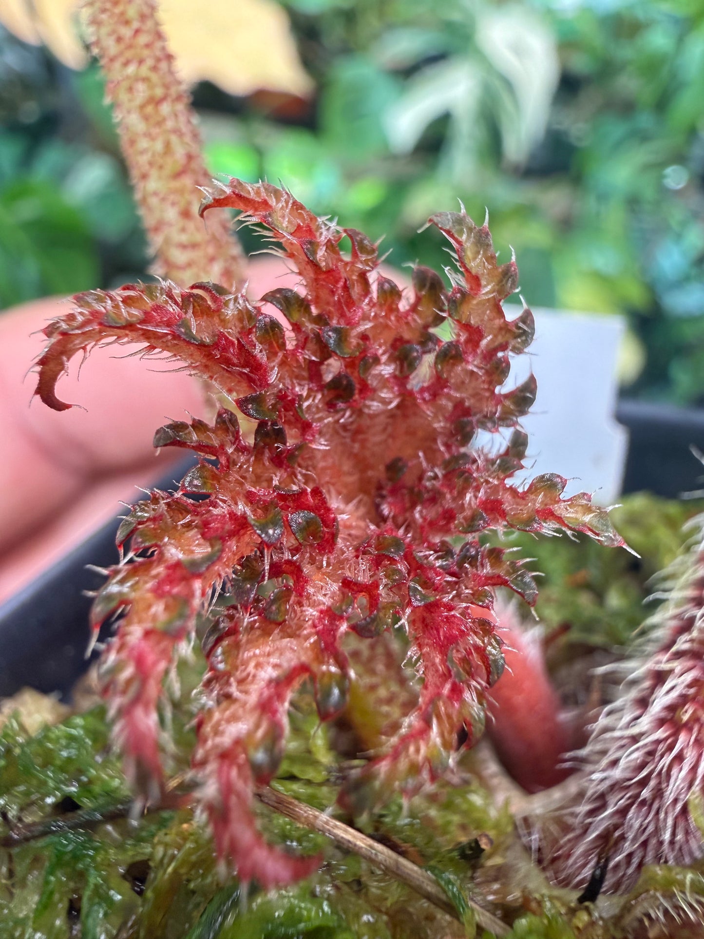 Begonia Gunmetal