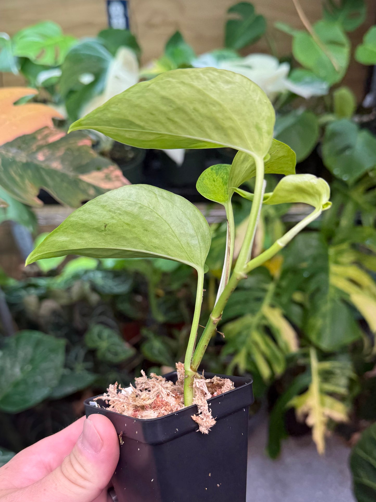 Epipremnum aureum Teruno 'Carnival' #6