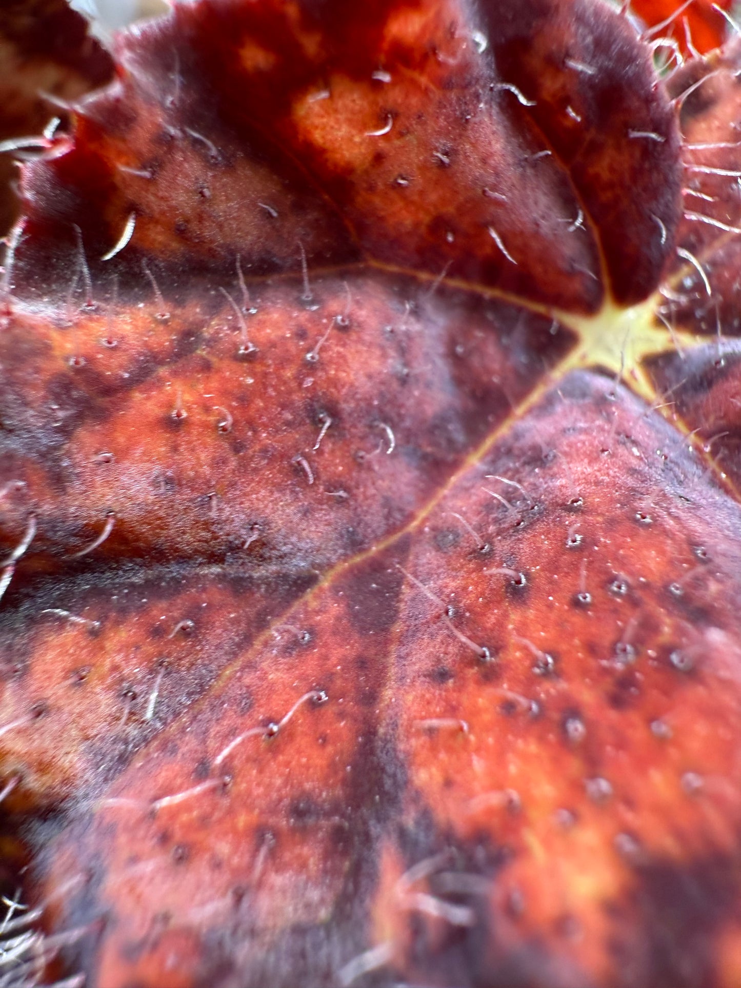 Begonia Fall Fashion