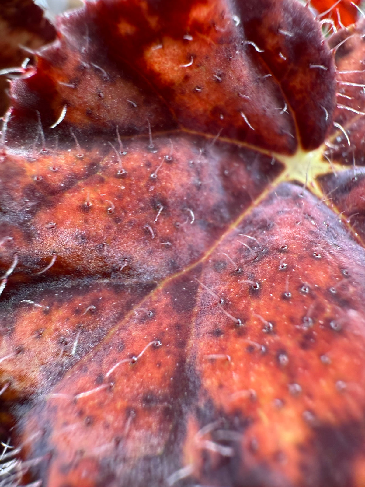 Begonia Fall Fashion