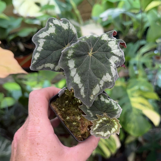 Begonia aff. palmata