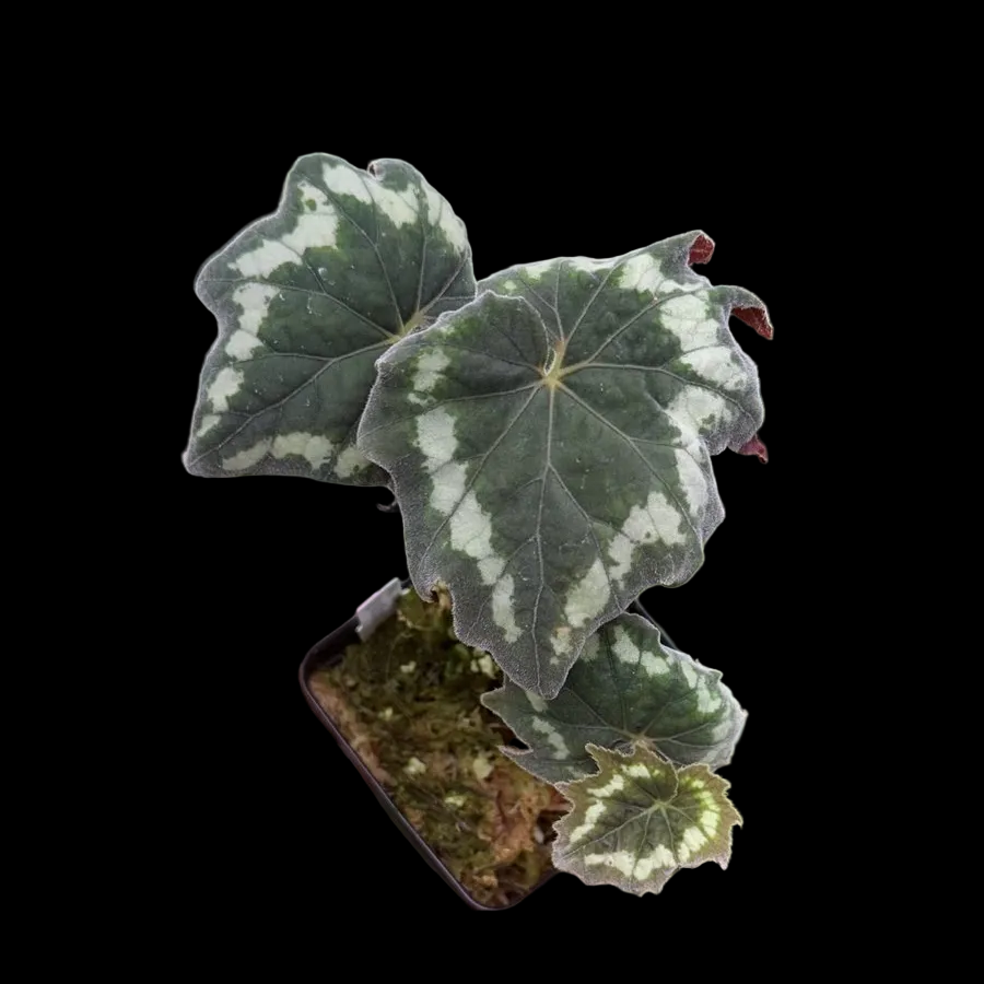 Begonia aff. palmata