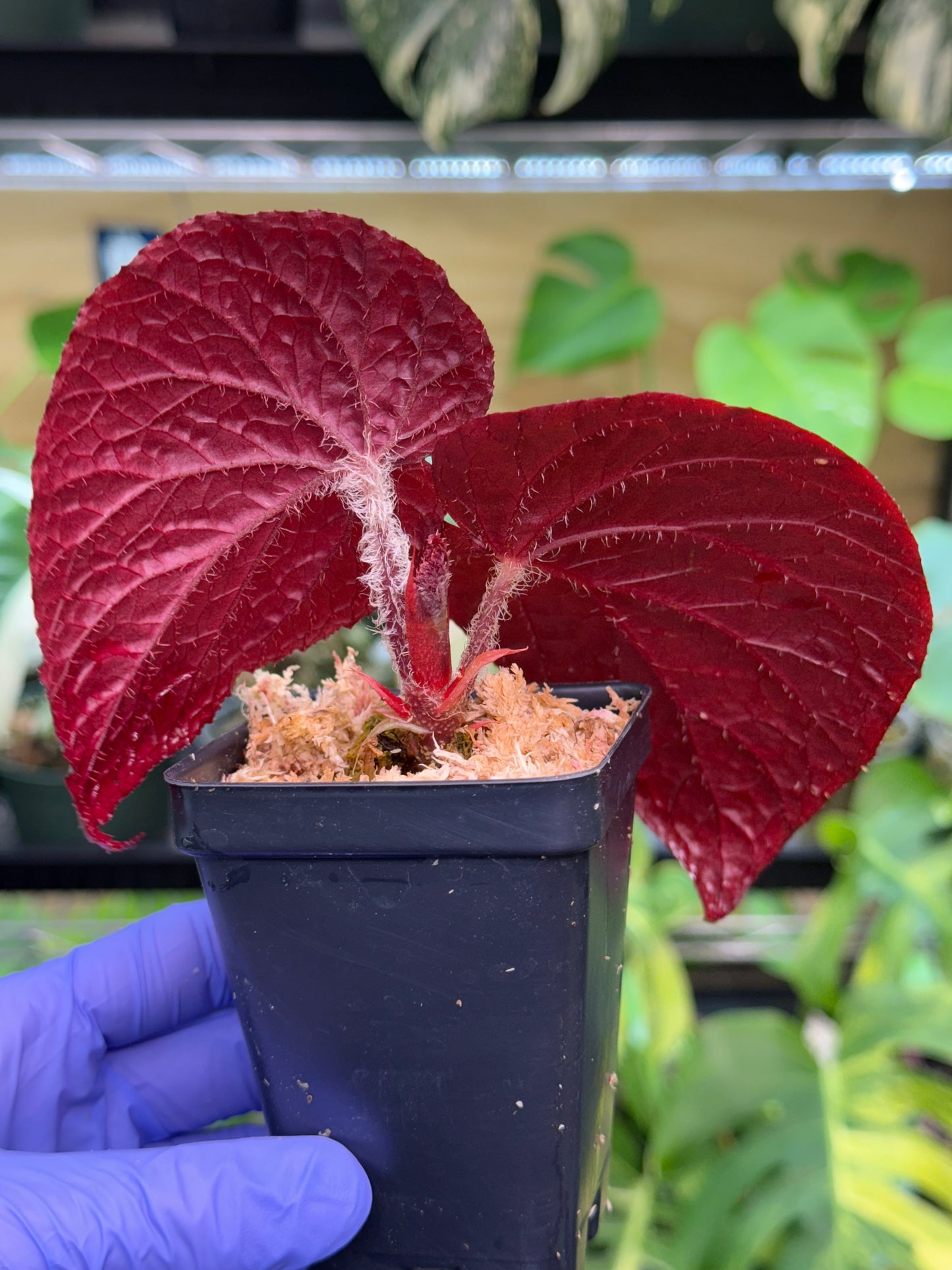 Begonia U508