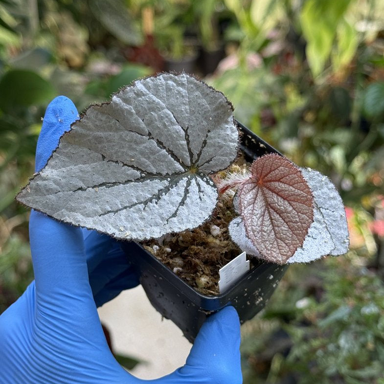 Begonia Rice Paper