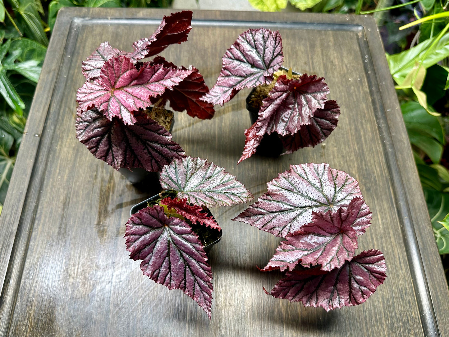 Begonia Gypsy Rose