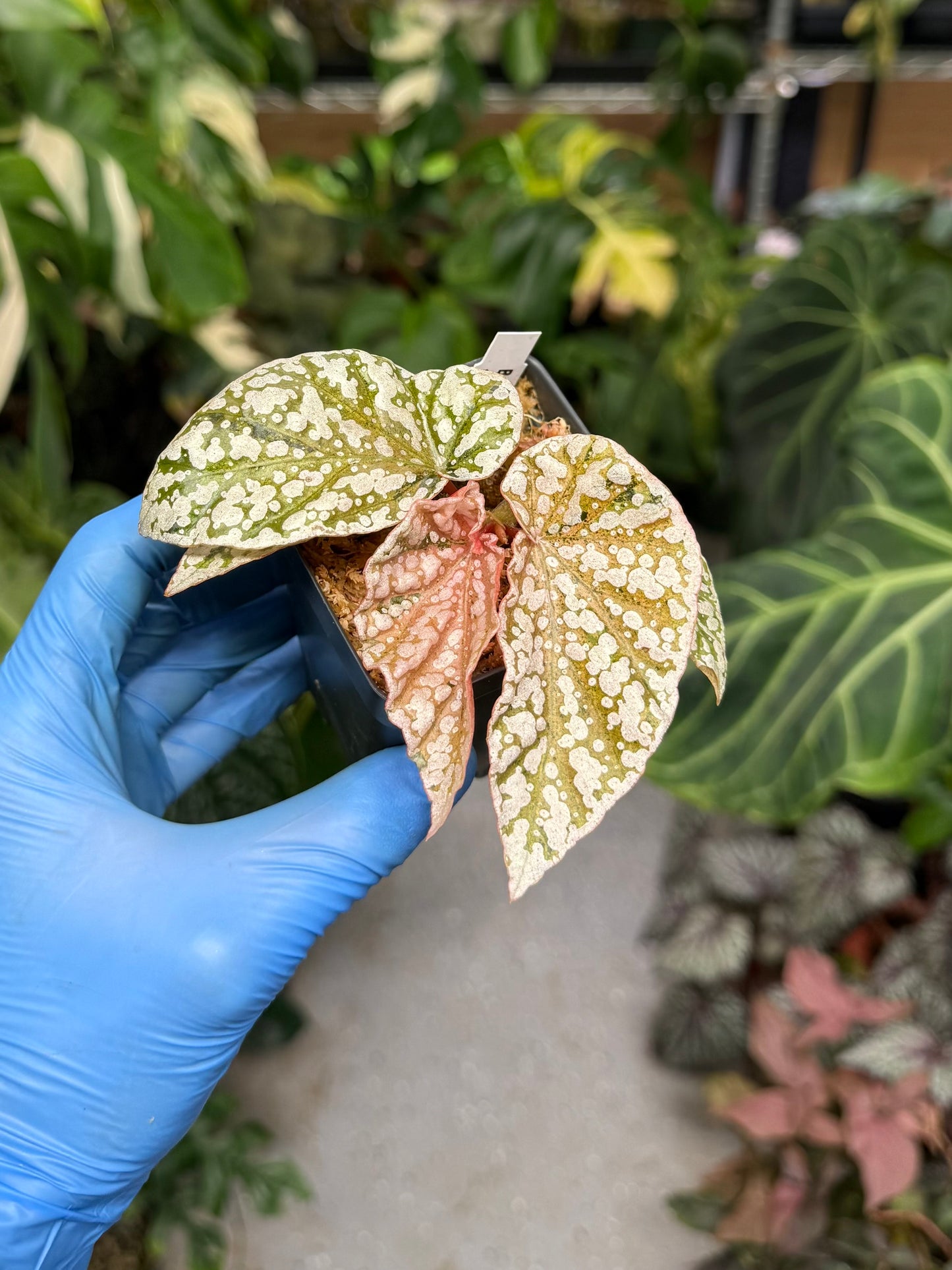Begonia Variegated Snow Capped