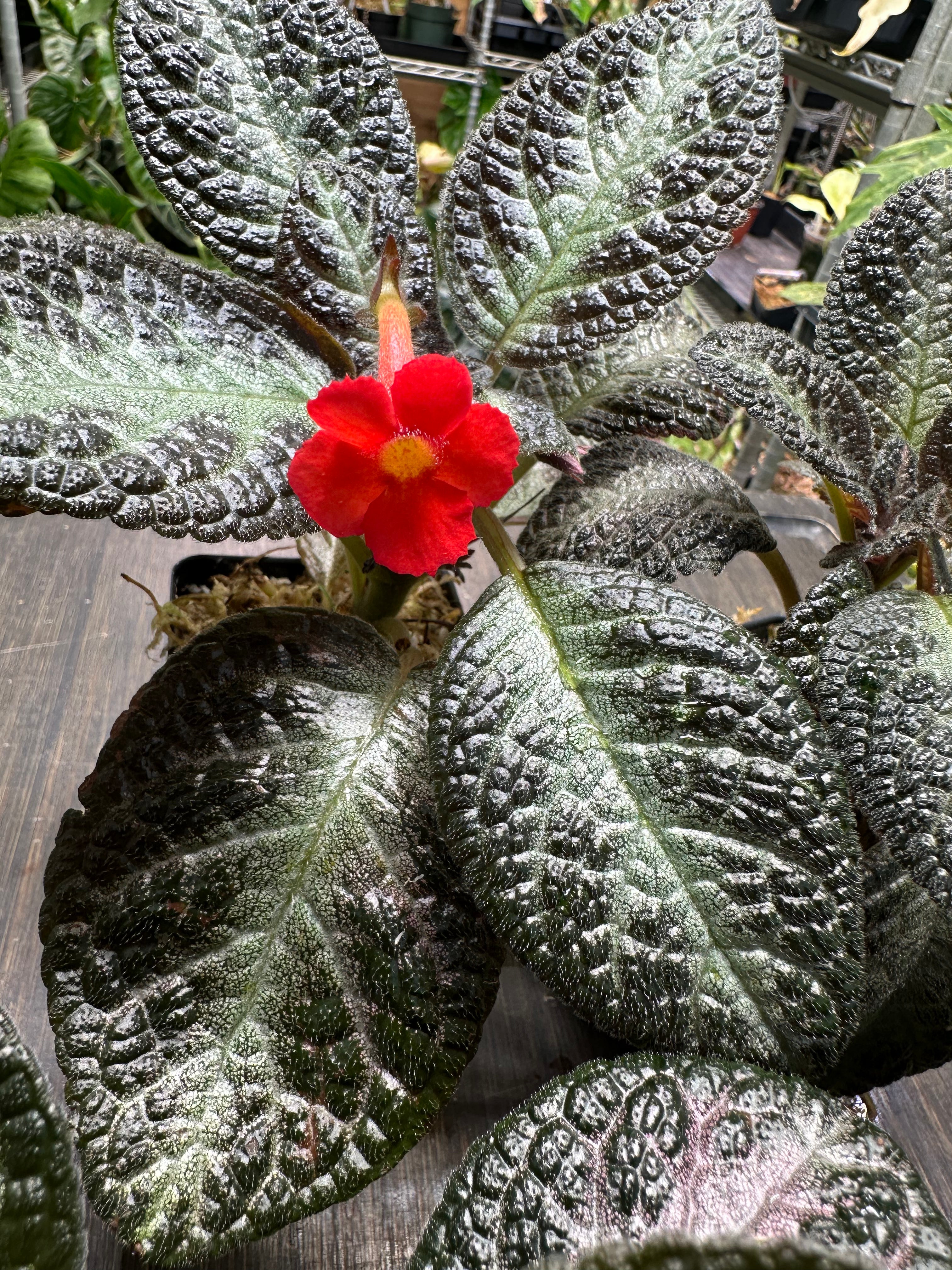 Episcia 'Chocolate Soldier'