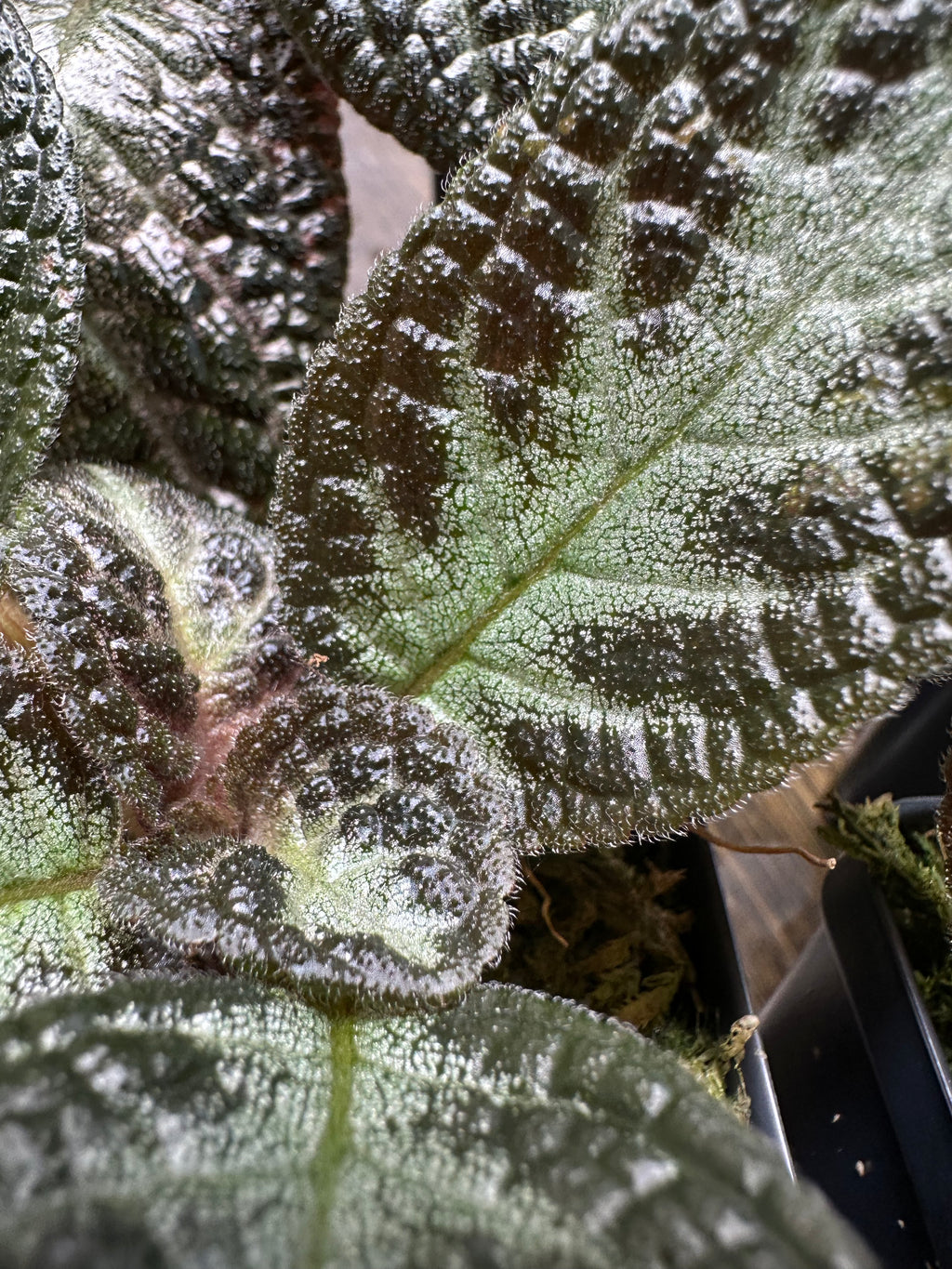 Episcia 'Chocolate Soldier'