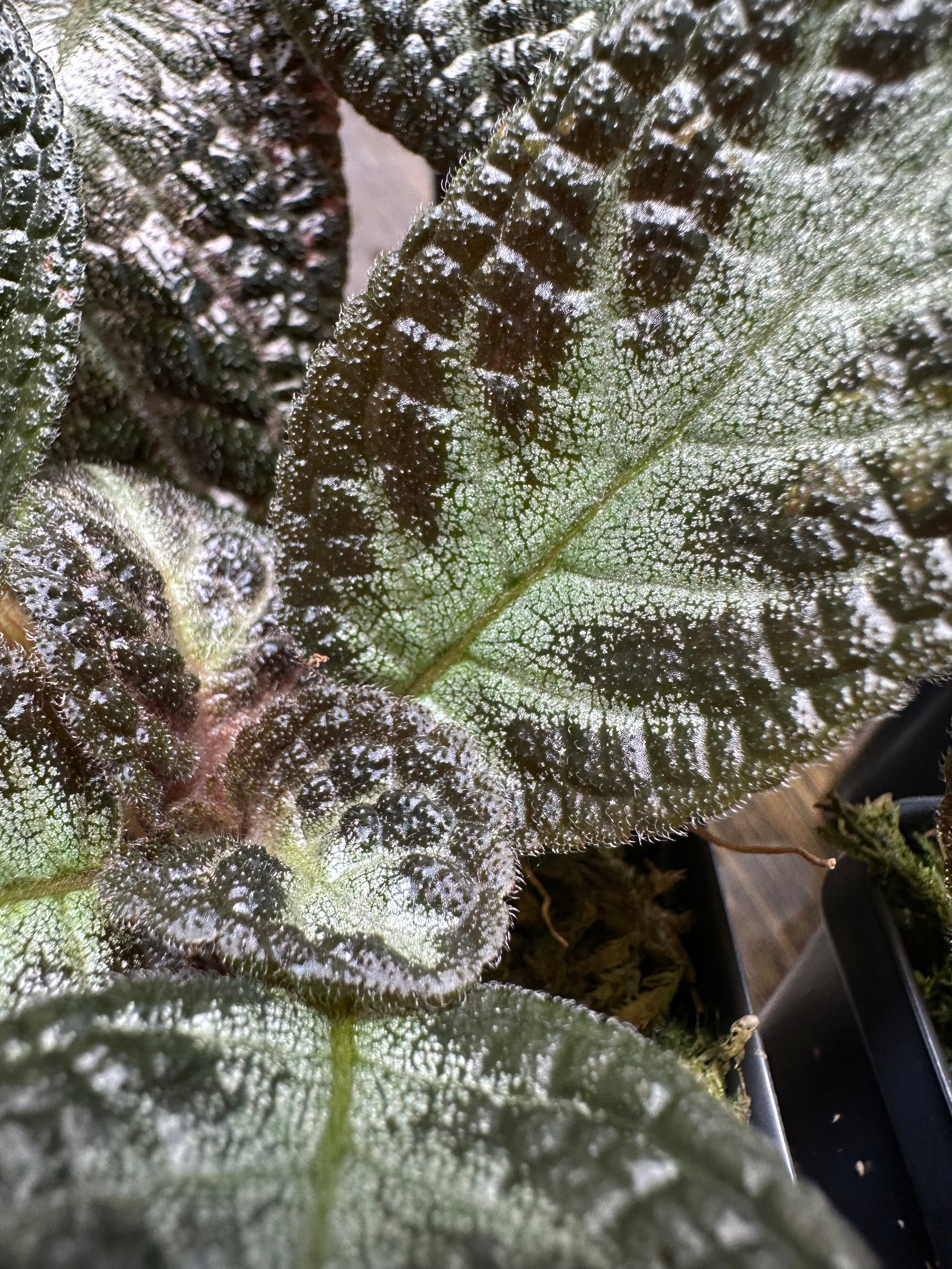 Episcia 'Chocolate Soldier'