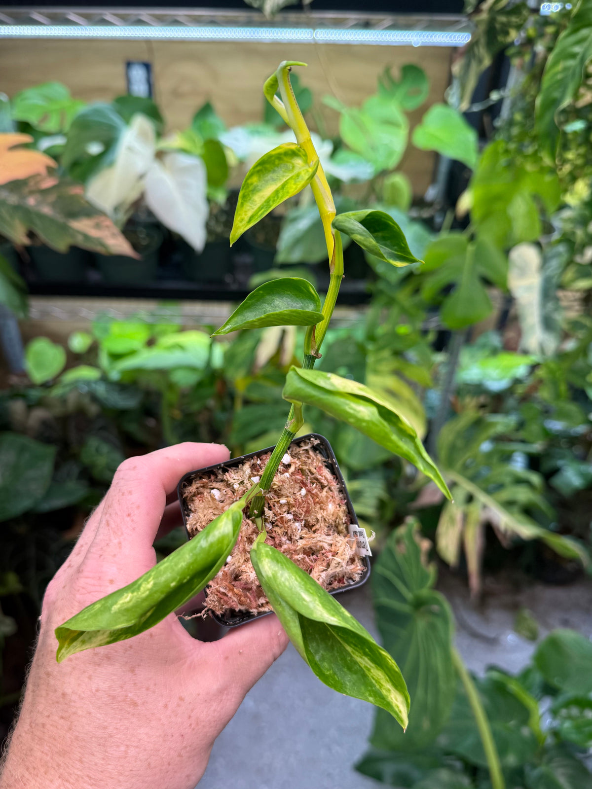 Epipremnum aureum Teruno 'Gold Jack' #29