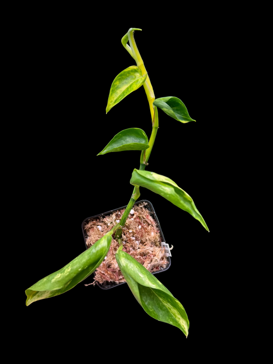 Epipremnum aureum Teruno 'Gold Jack' #29