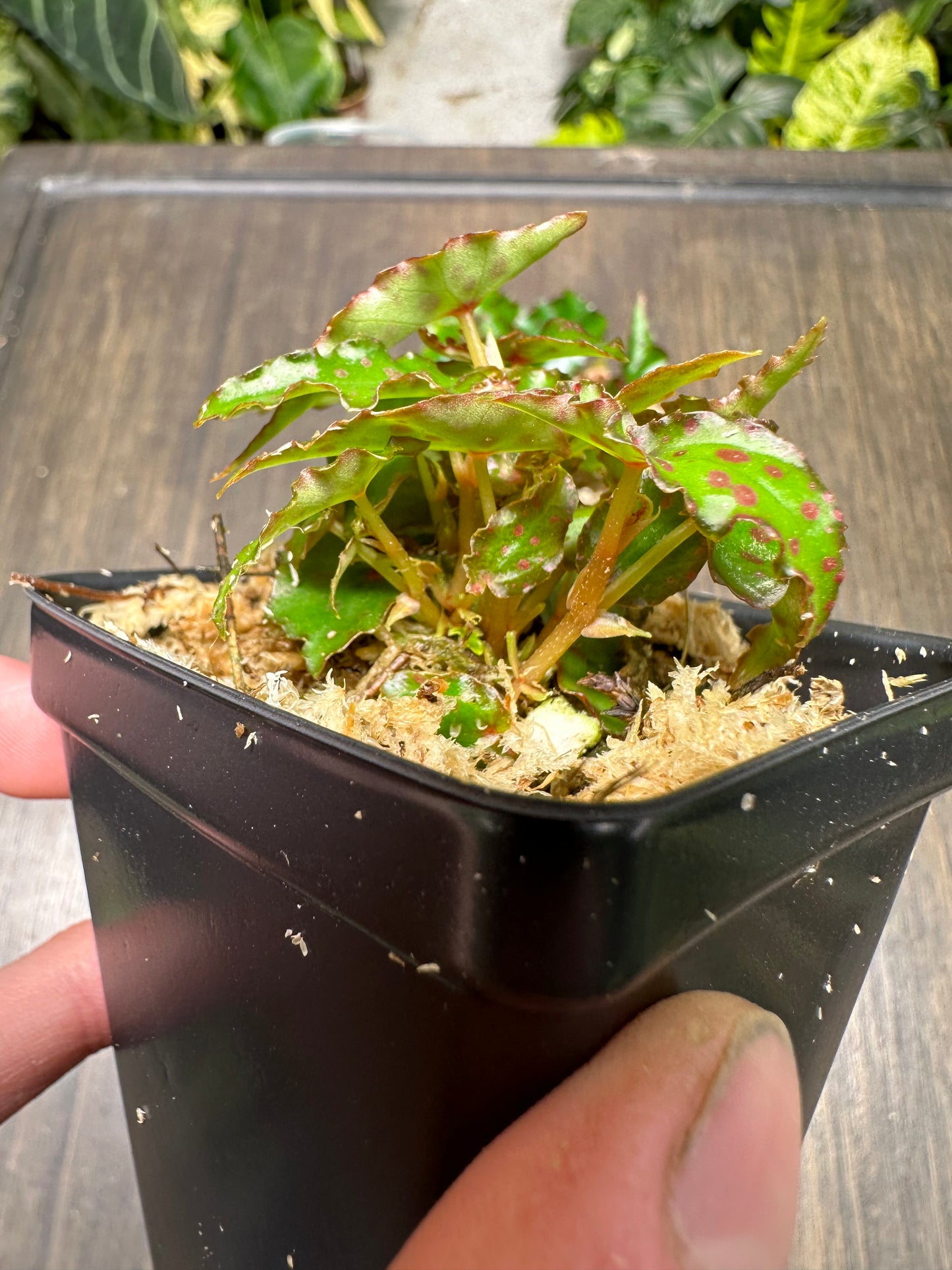 Begonia Amphioxis