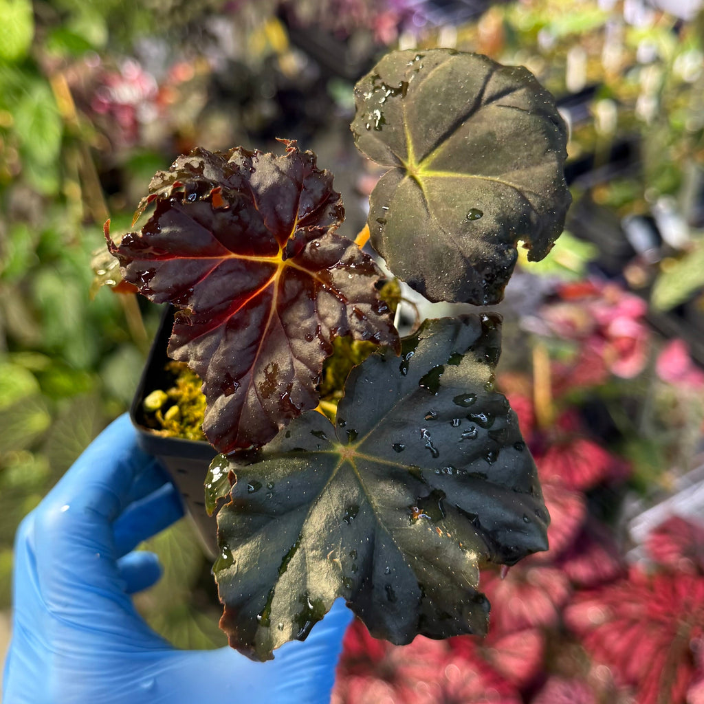  a black leafy plant with a garden background