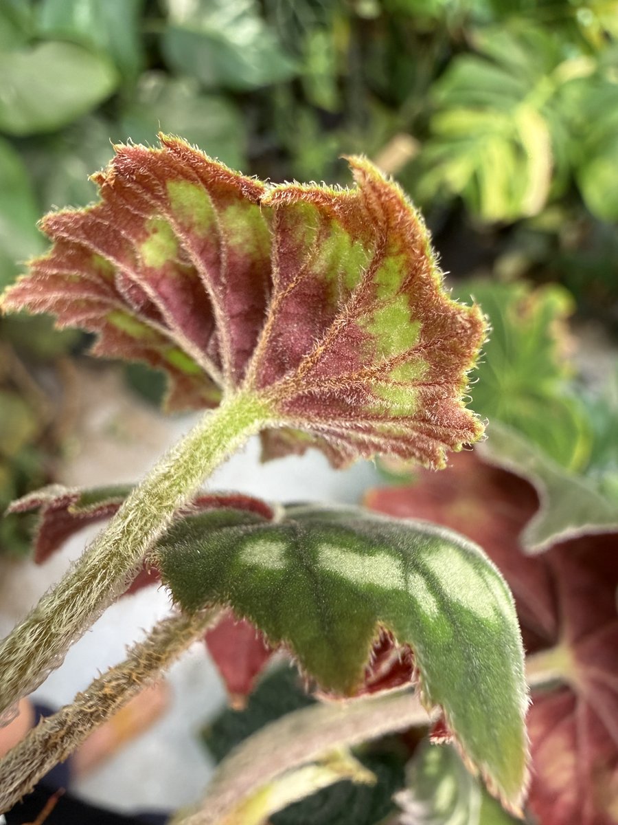 Begonia aff. palmata